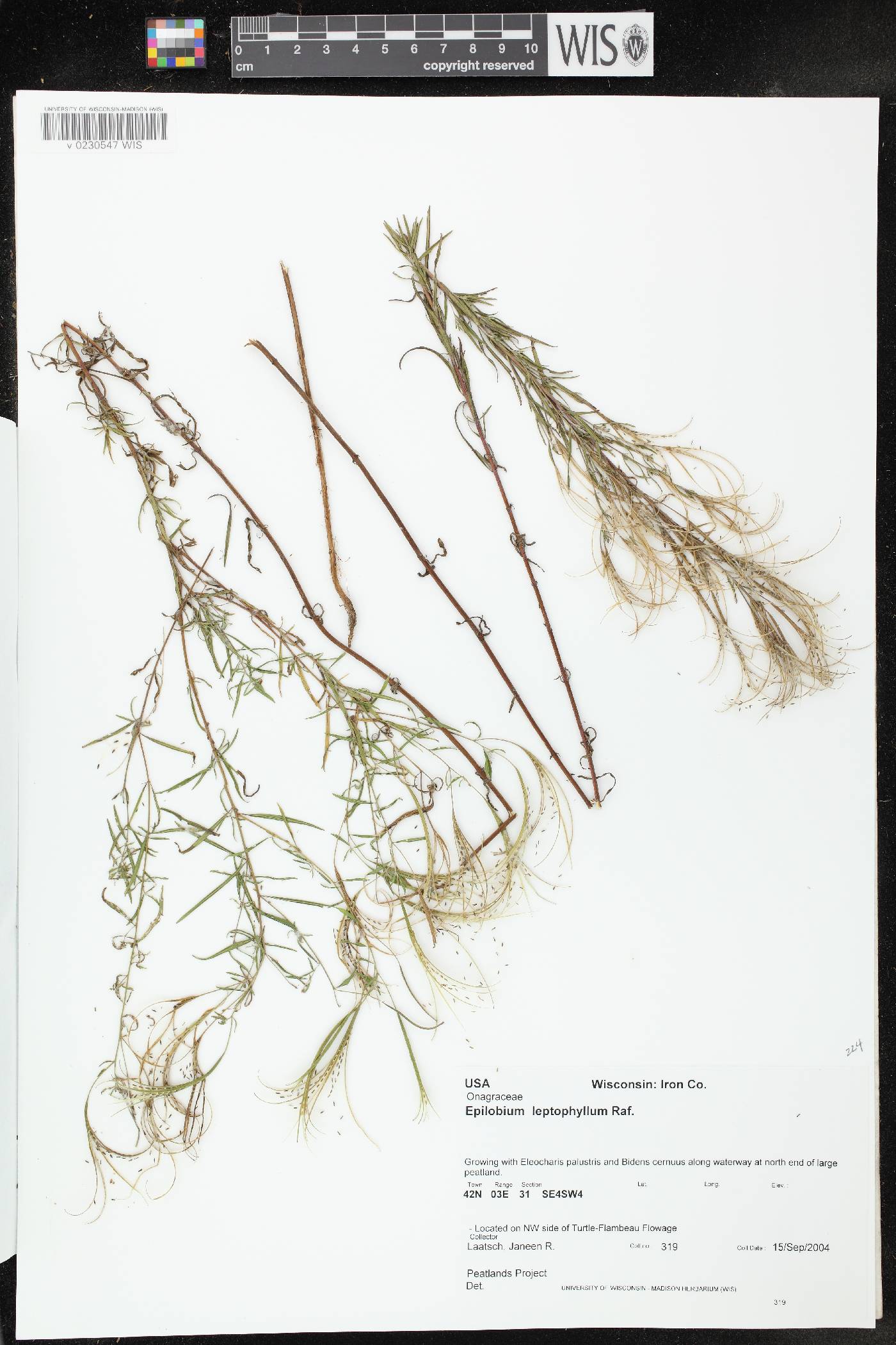 Epilobium leptophyllum image