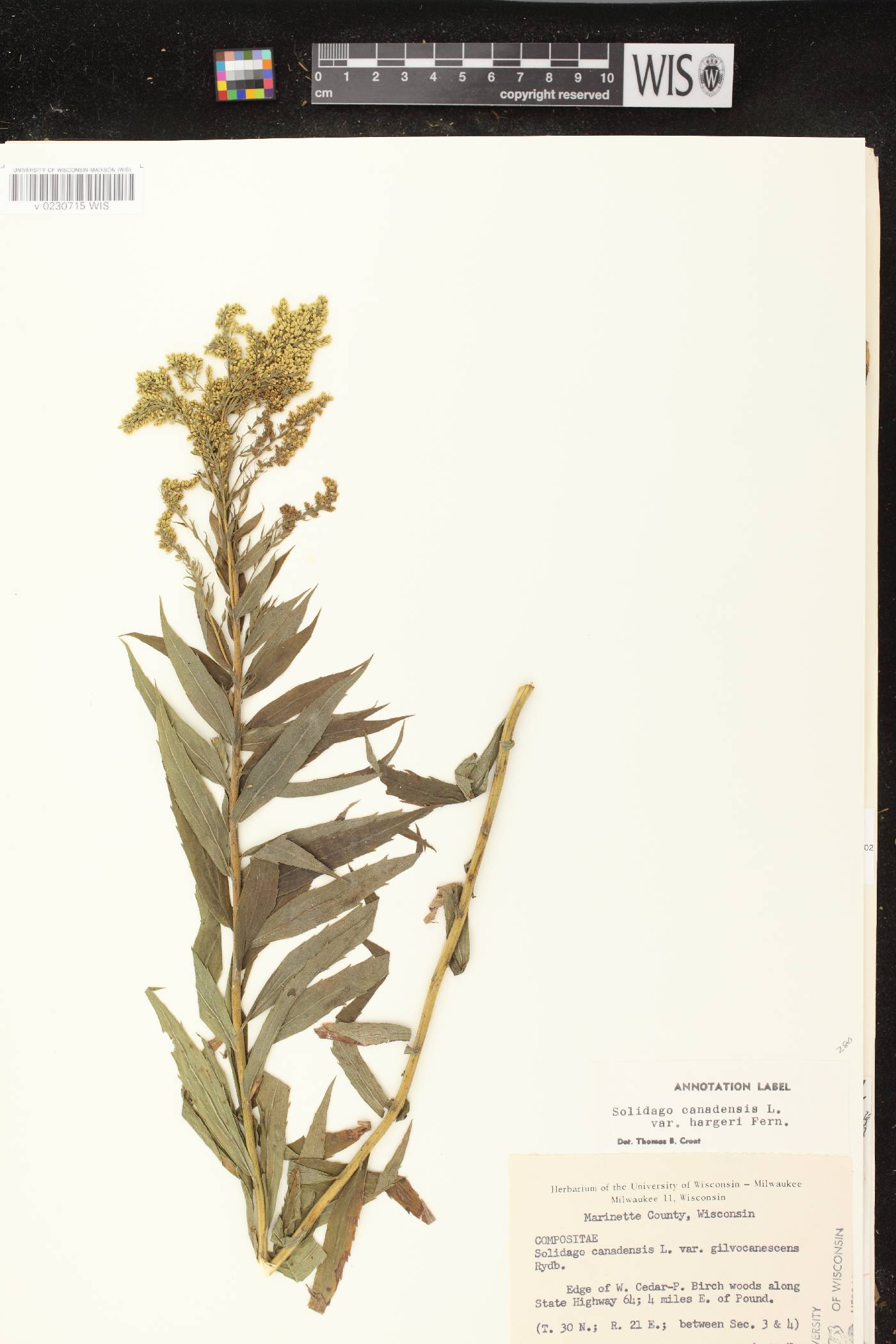 Solidago canadensis image