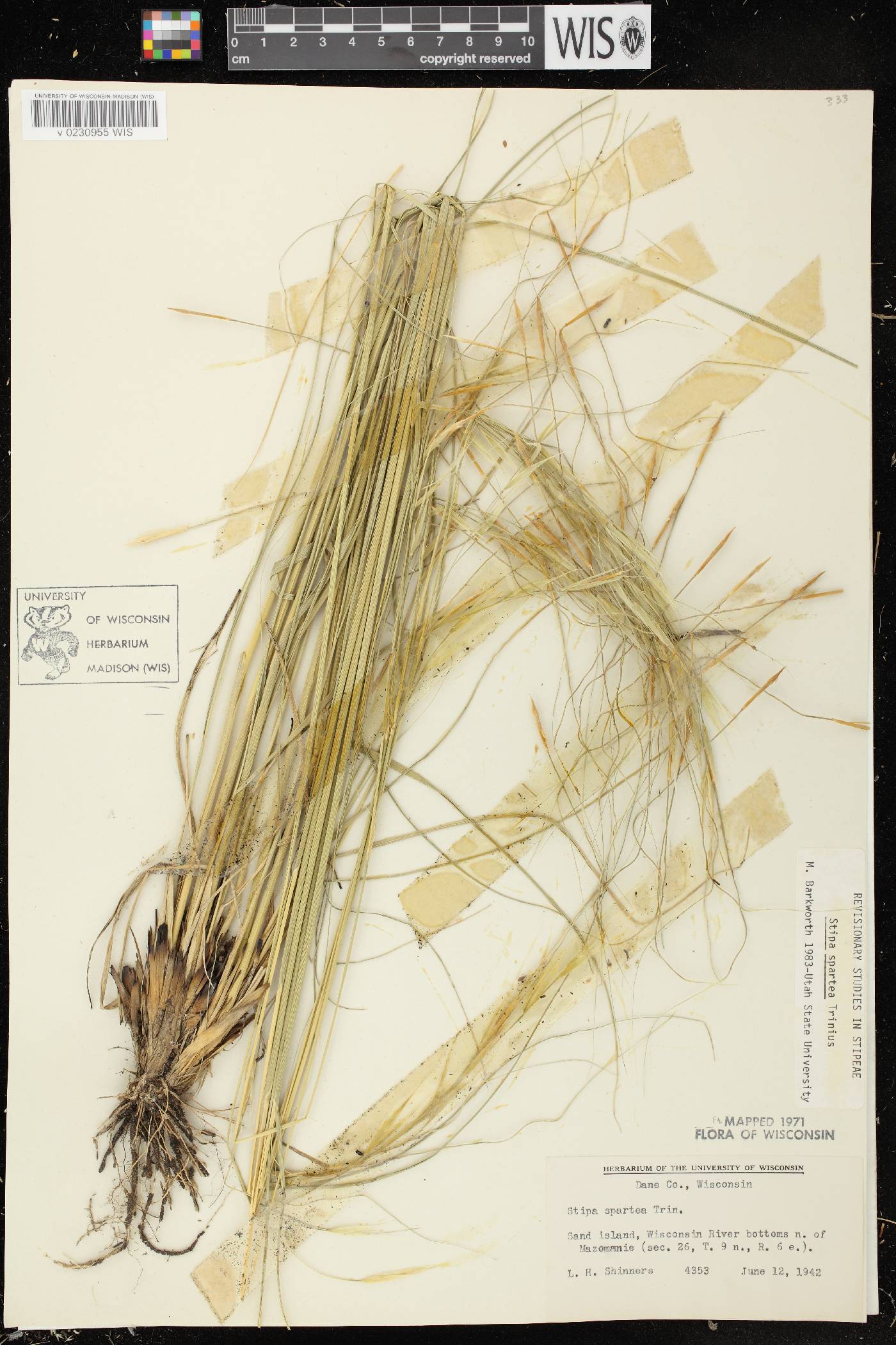 Hesperostipa spartea image