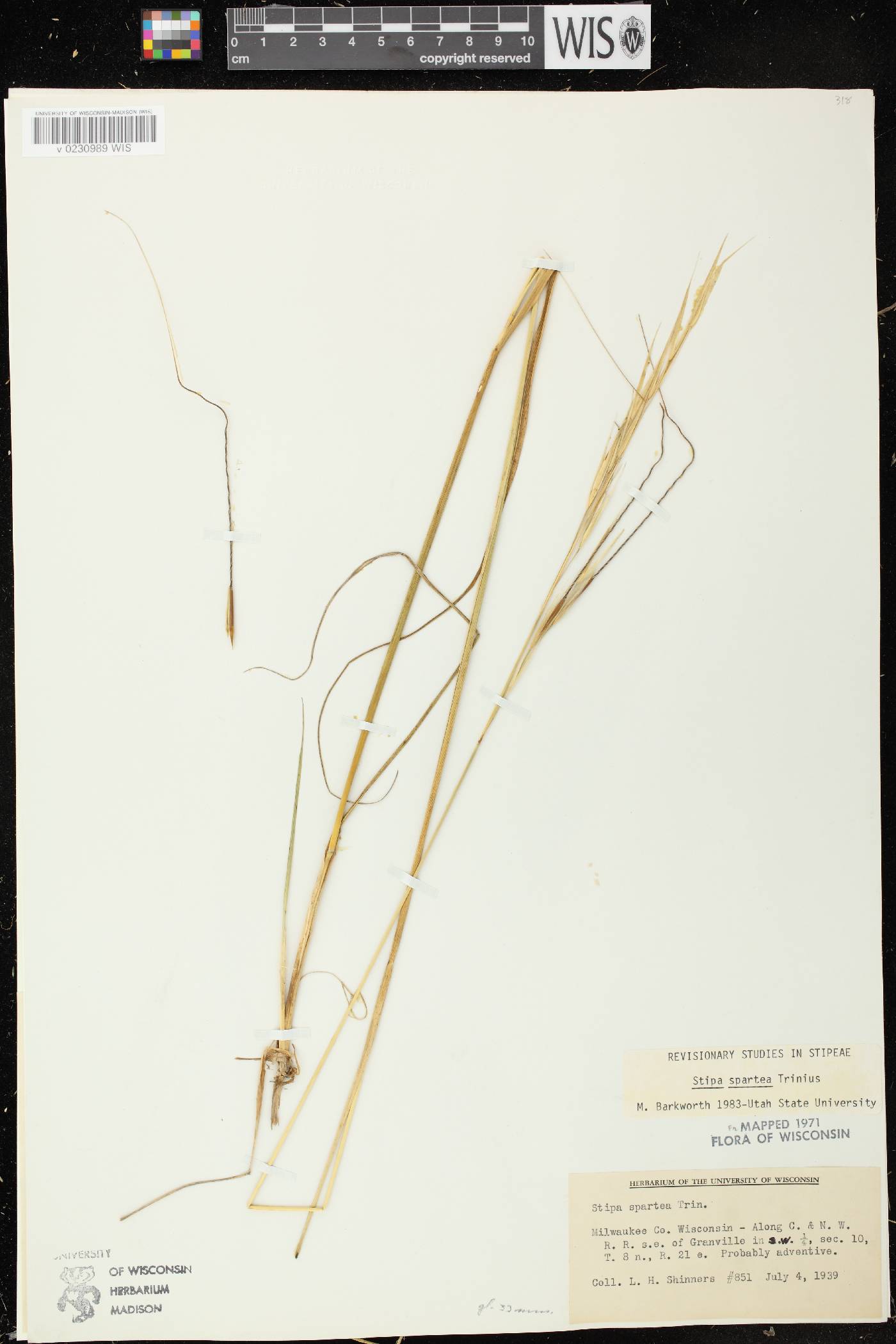 Hesperostipa spartea image