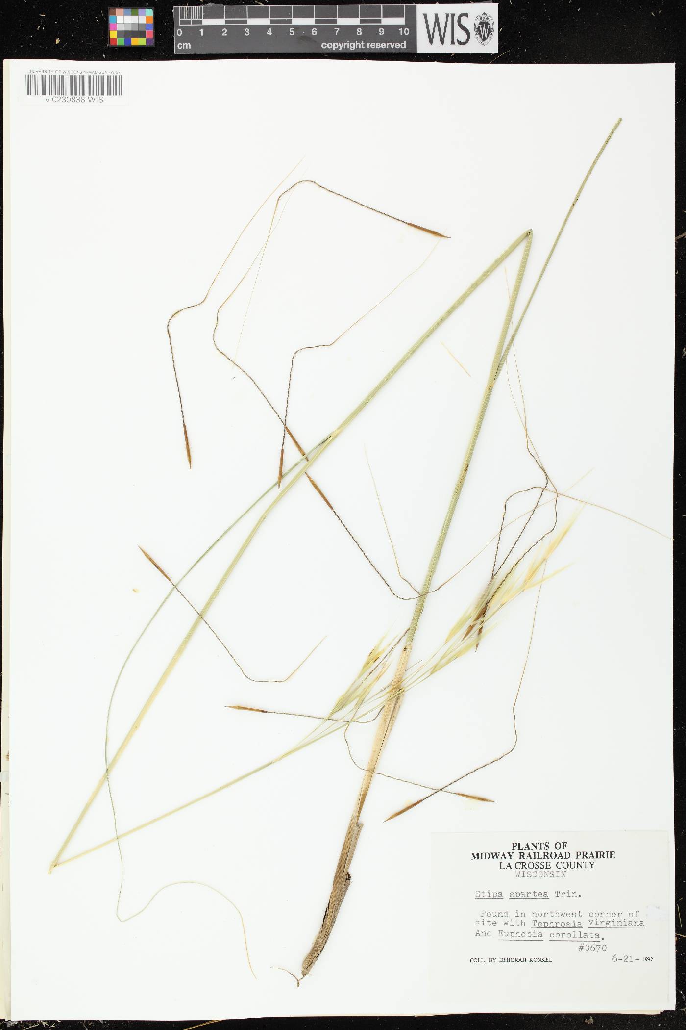 Hesperostipa spartea image