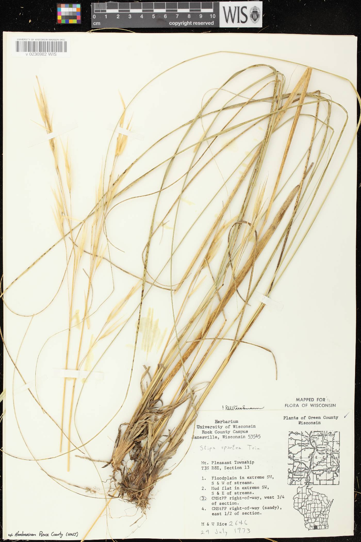 Hesperostipa spartea image