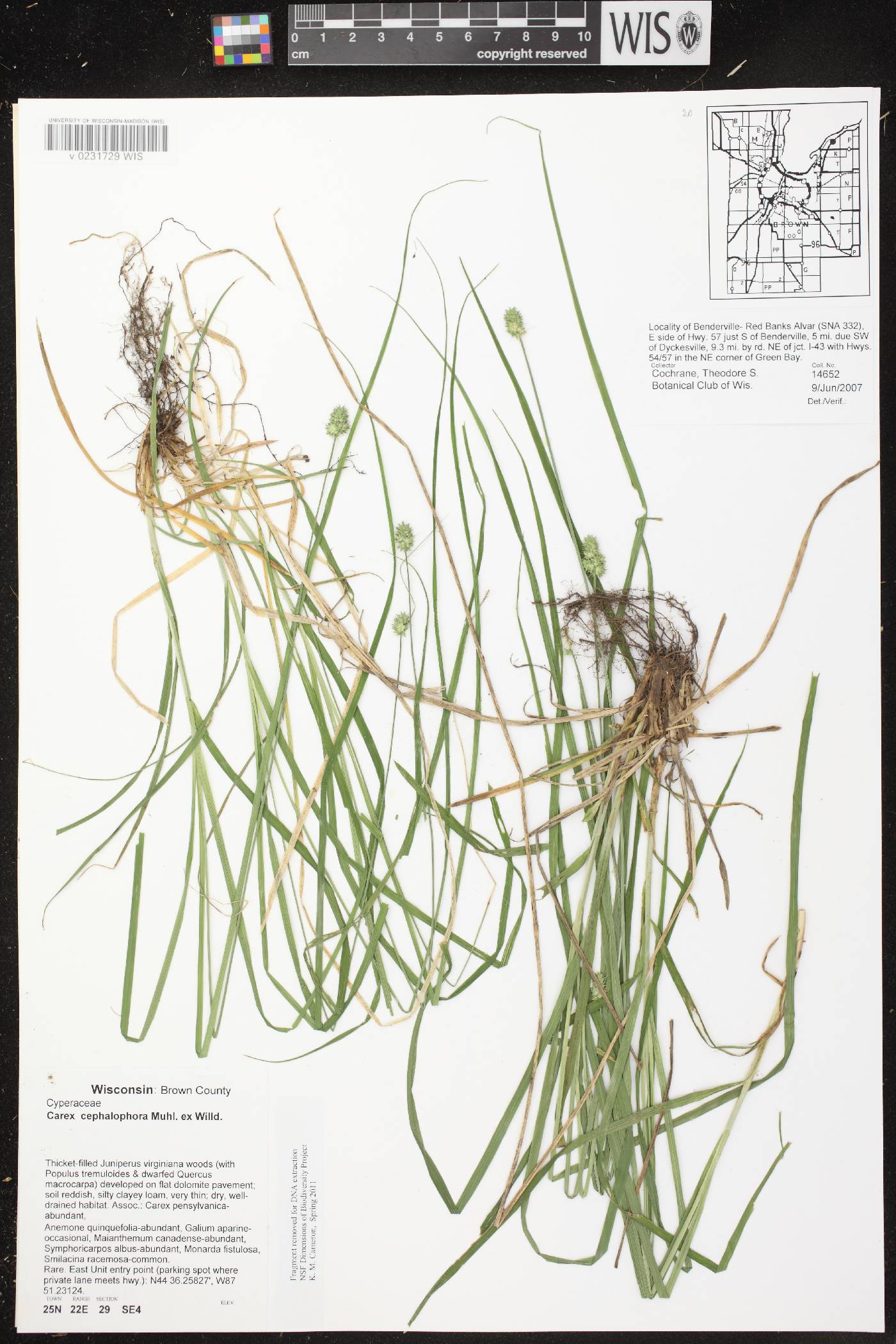 Carex cephalophora image