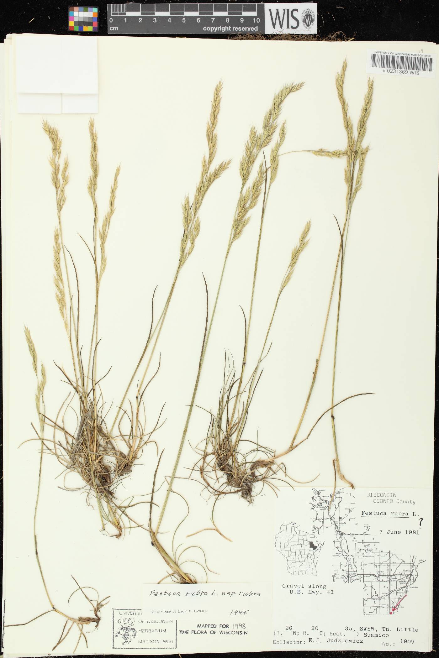 Festuca rubra subsp. rubra image