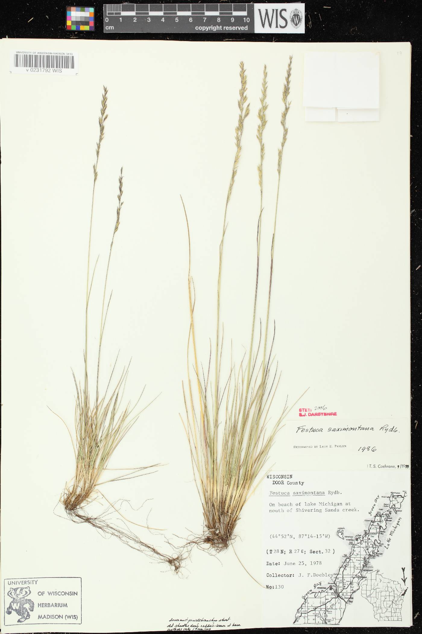 Festuca saximontana subsp. saximontana image