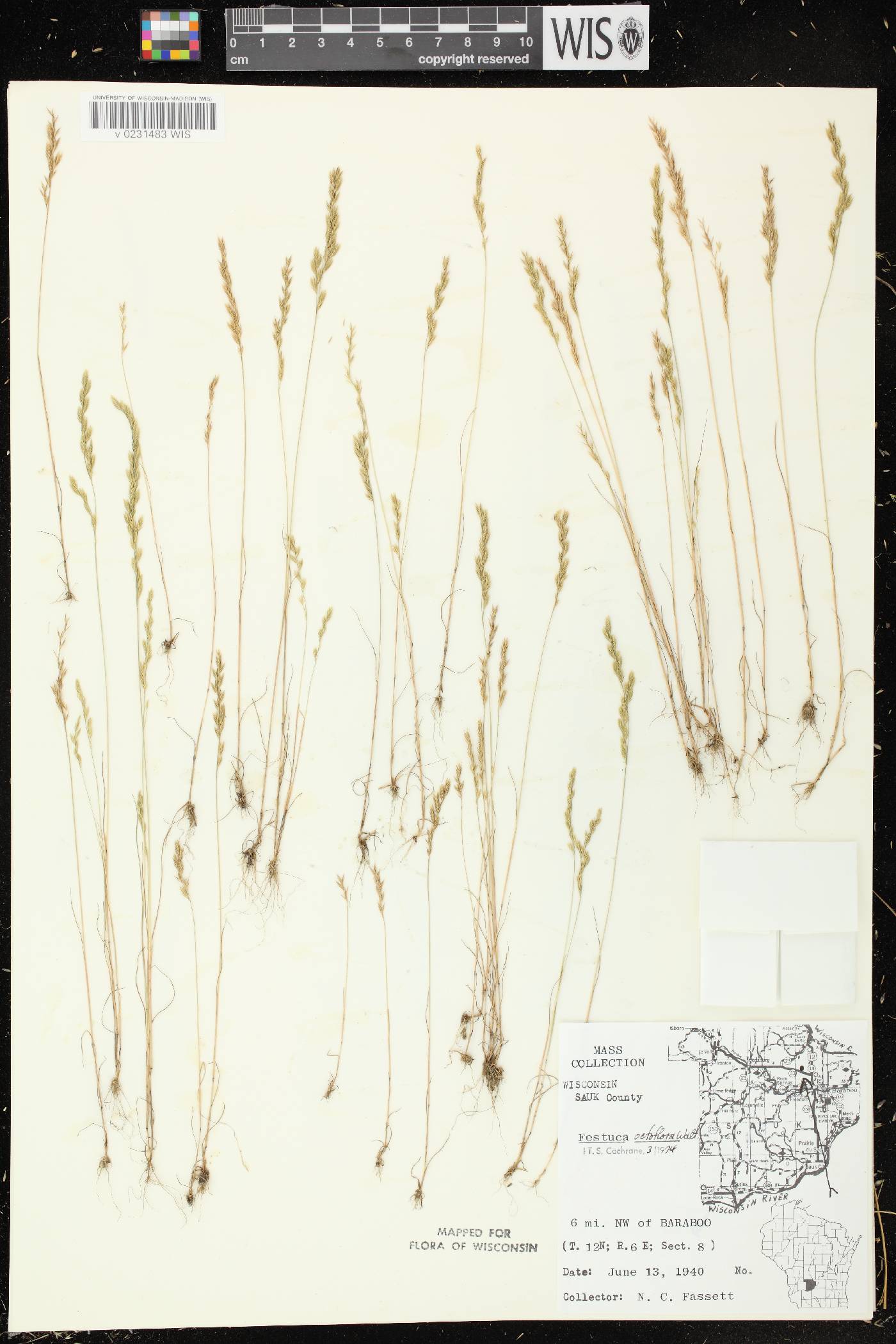 Festuca octoflora image