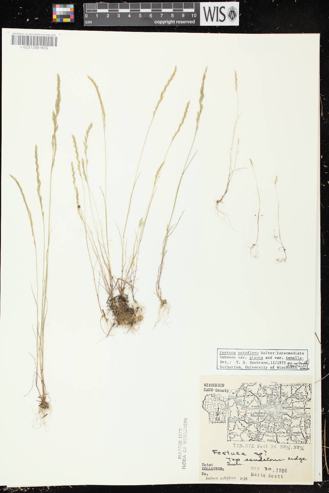Festuca octoflora var. glauca image