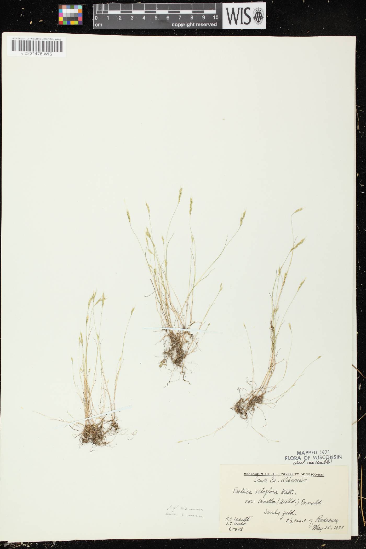 Festuca octoflora image