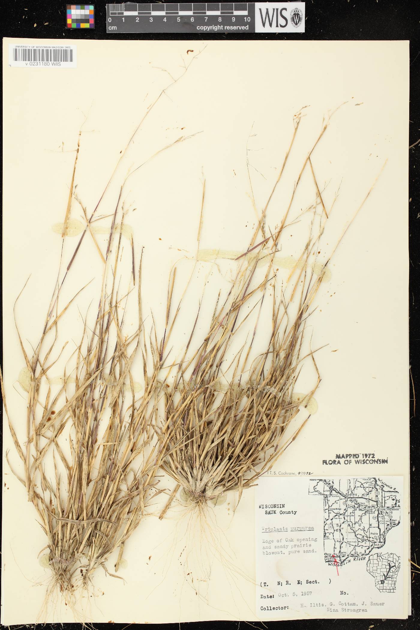 Triplasis purpurea image