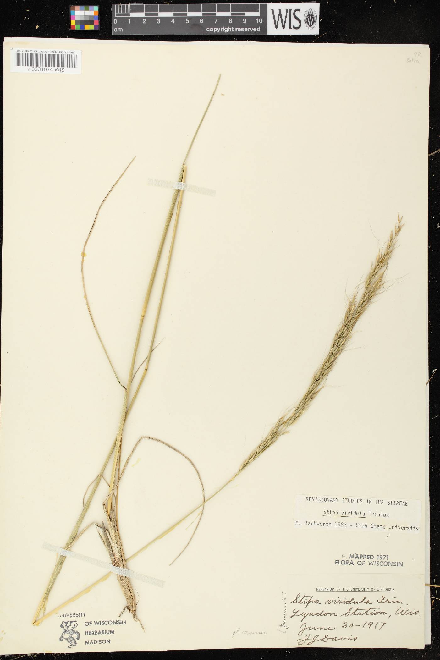 Nassella viridula image