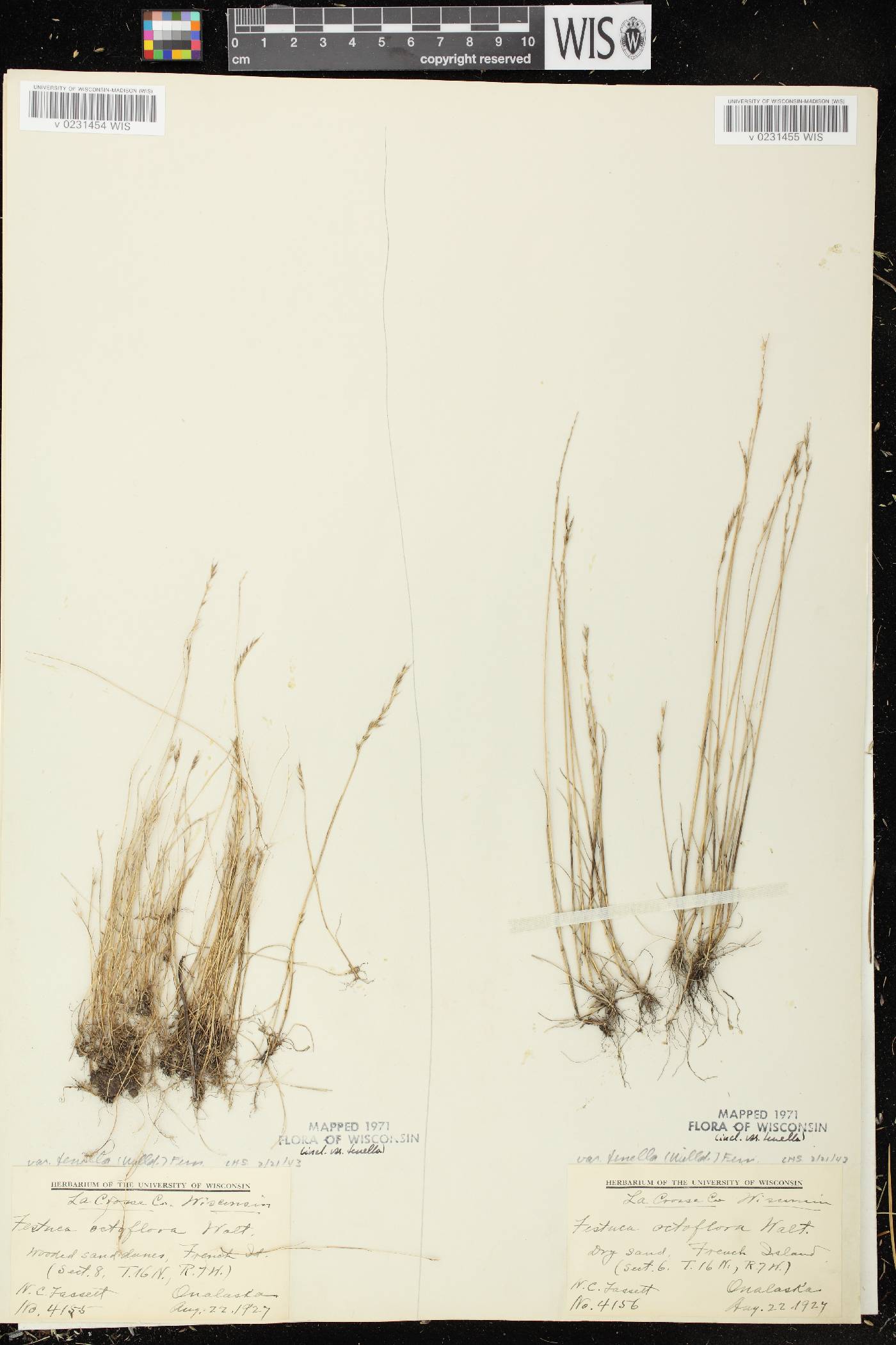 Festuca octoflora var. glauca image