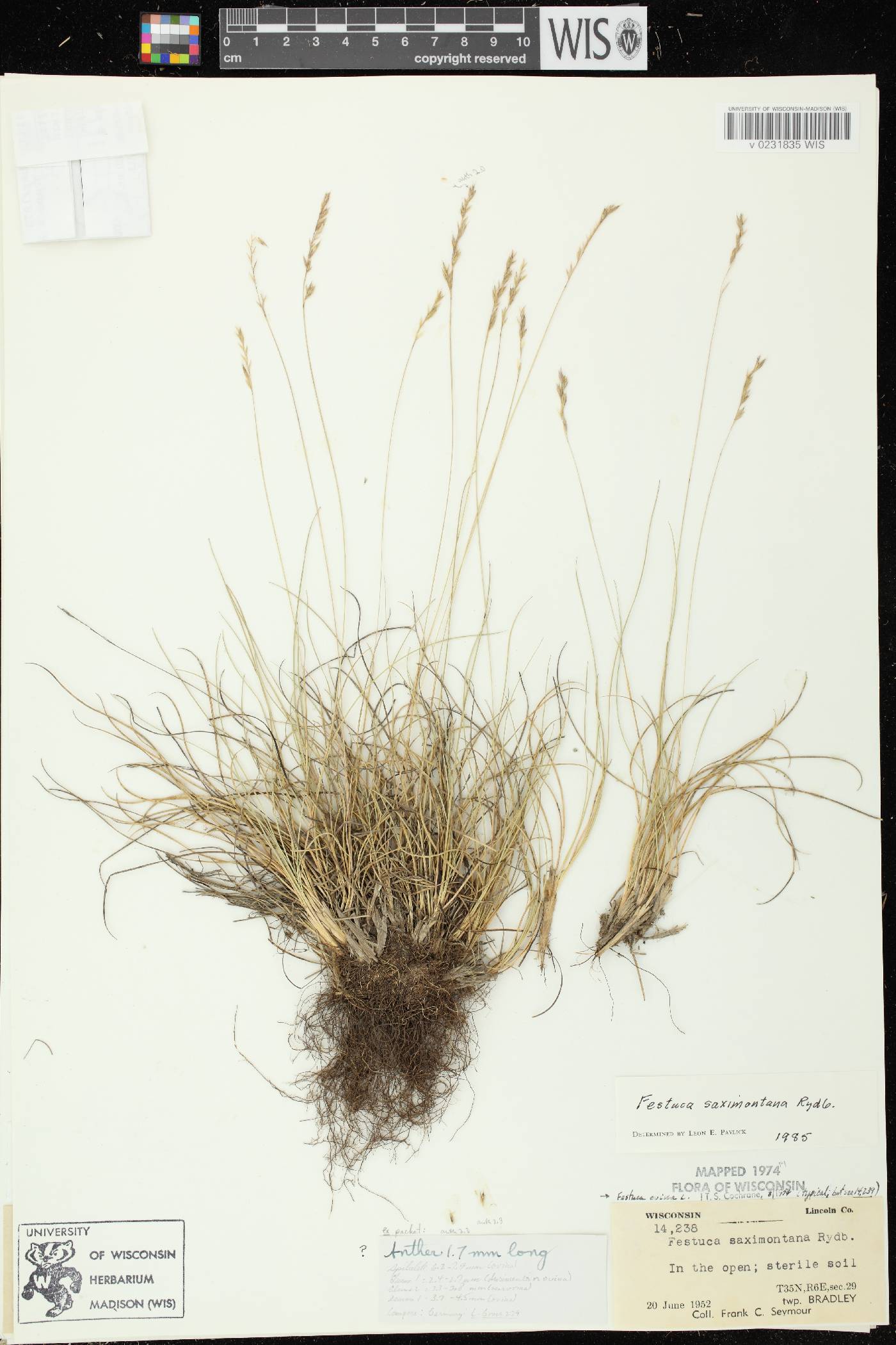 Festuca saximontana subsp. saximontana image