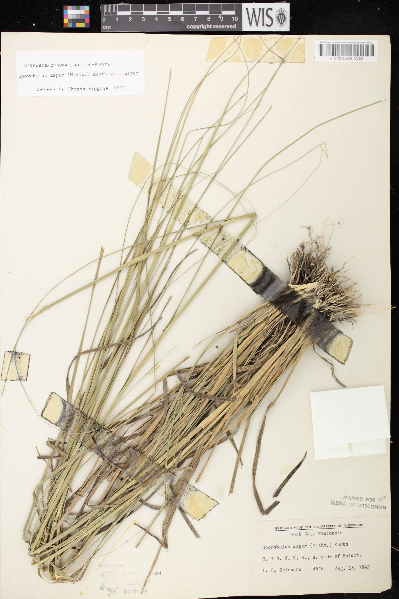 Sporobolus compositus var. compositus image