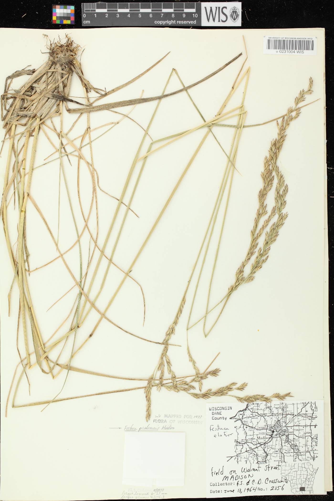 Lolium pratense image