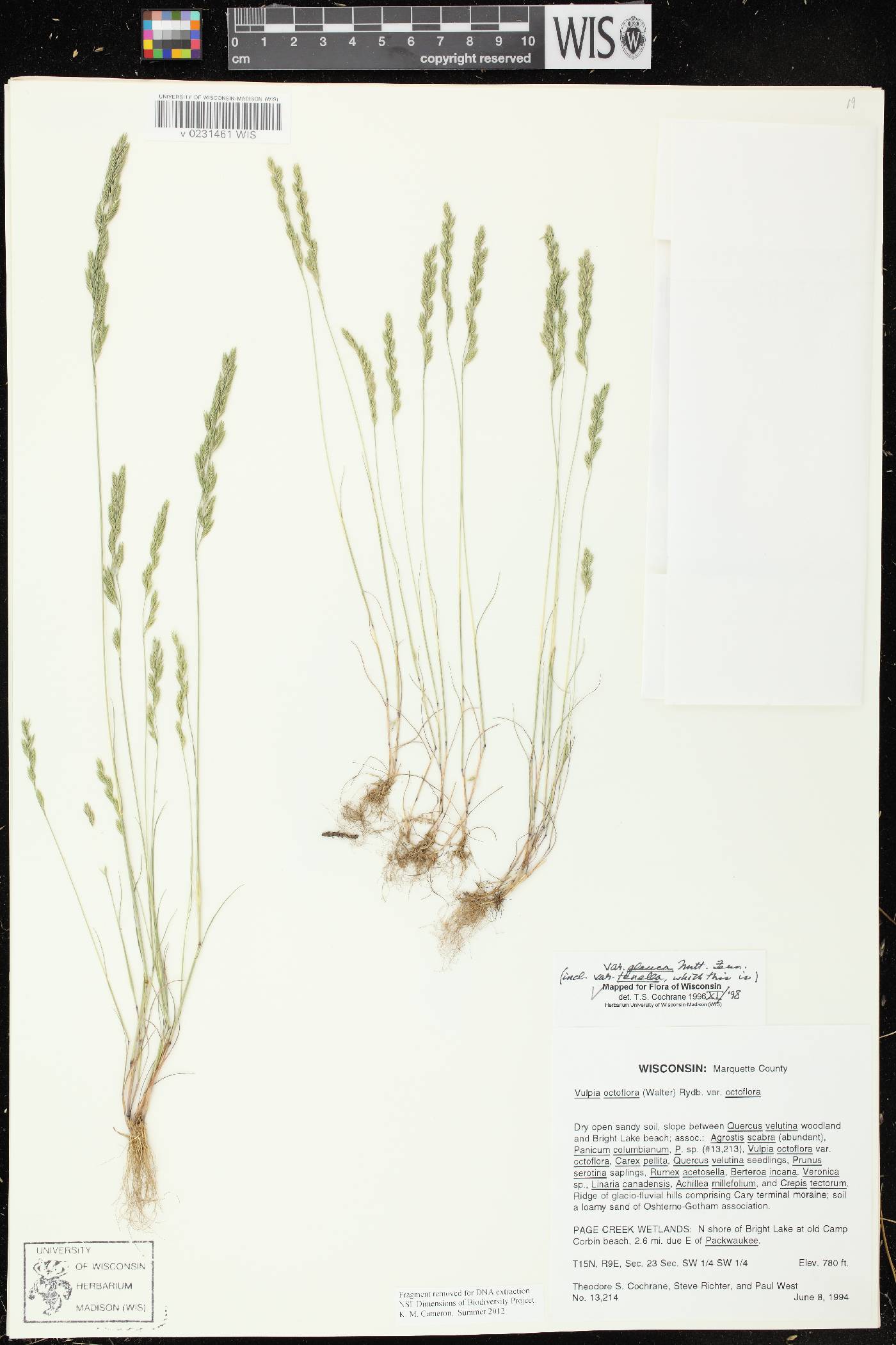 Festuca octoflora image
