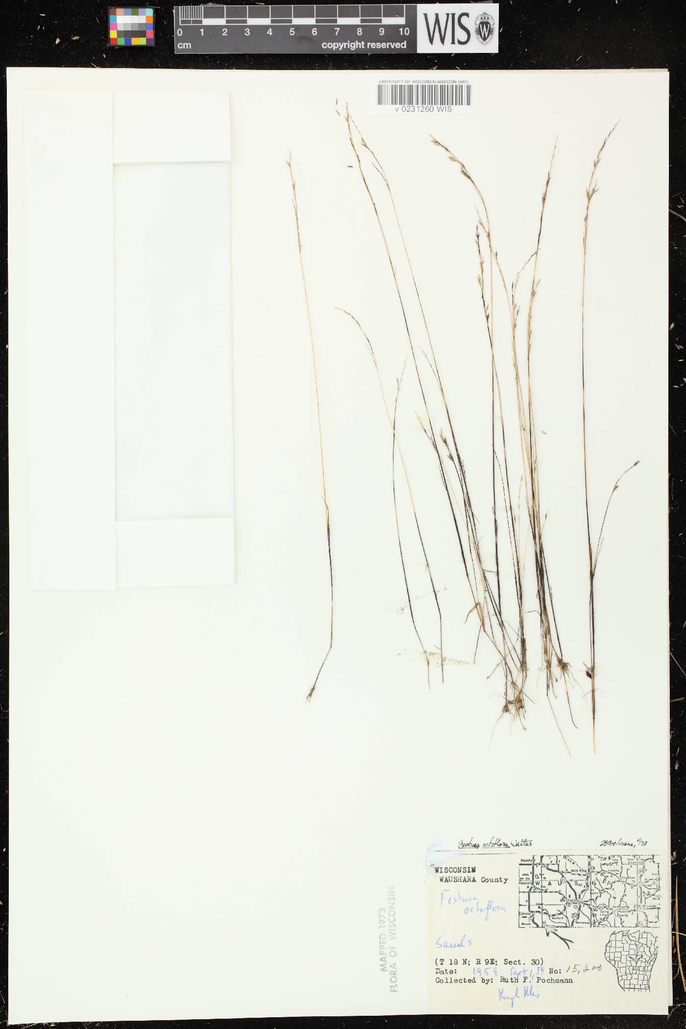 Festuca octoflora image