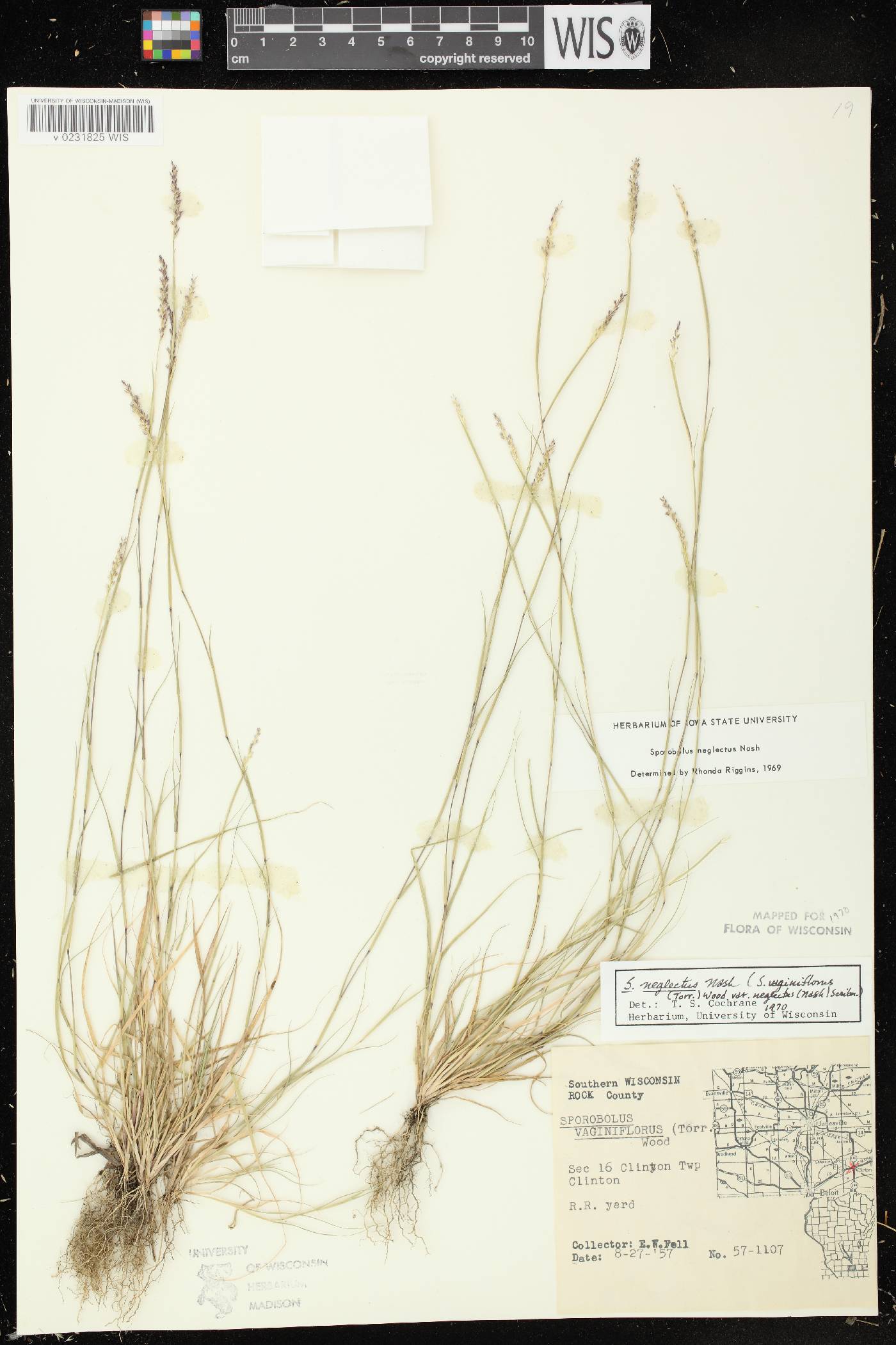 Sporobolus neglectus image