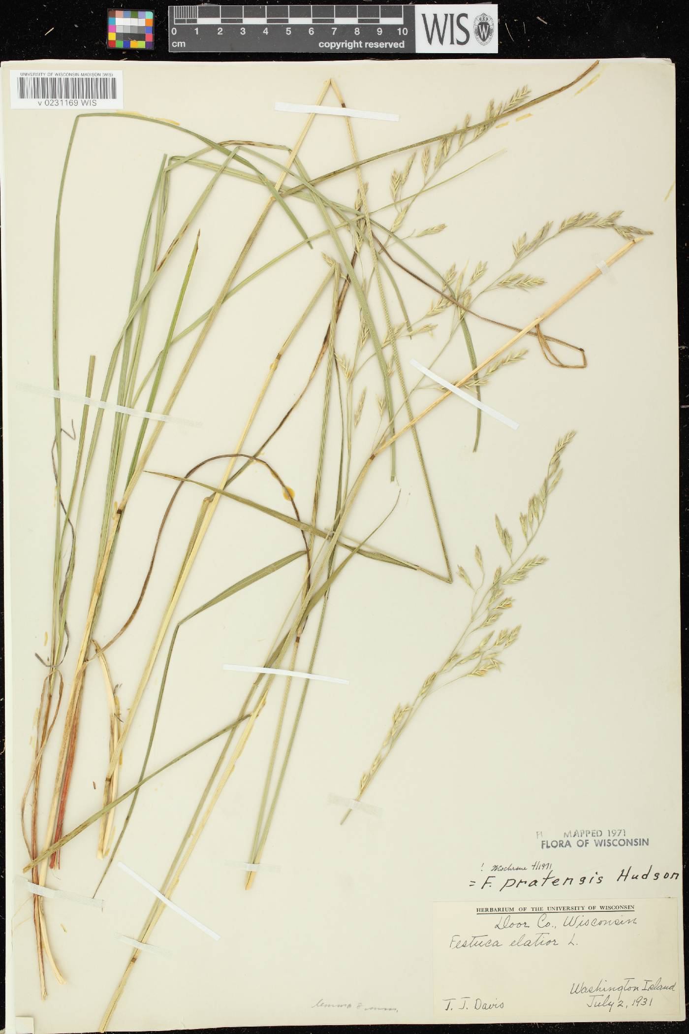 Lolium pratense image