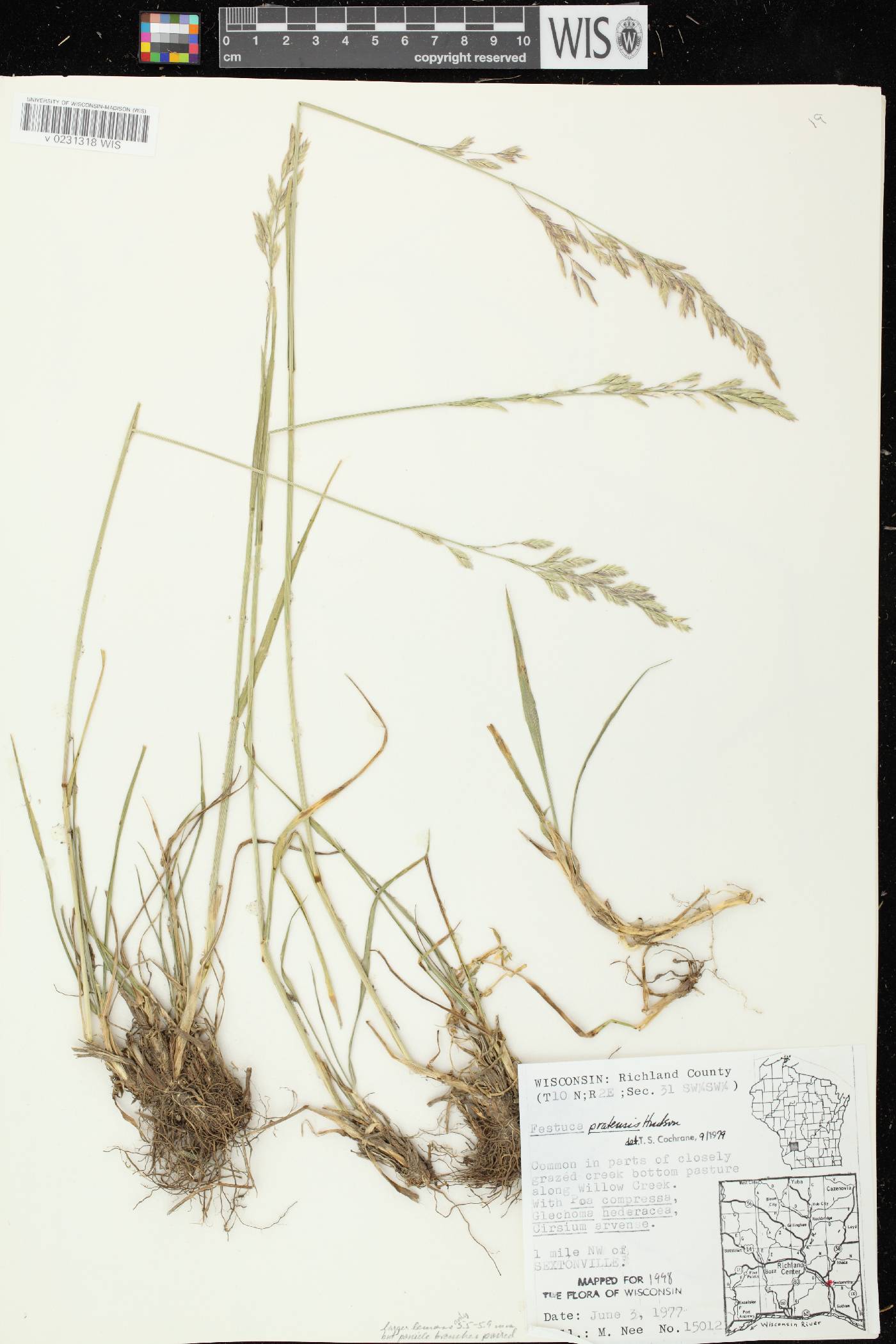 Lolium pratense image