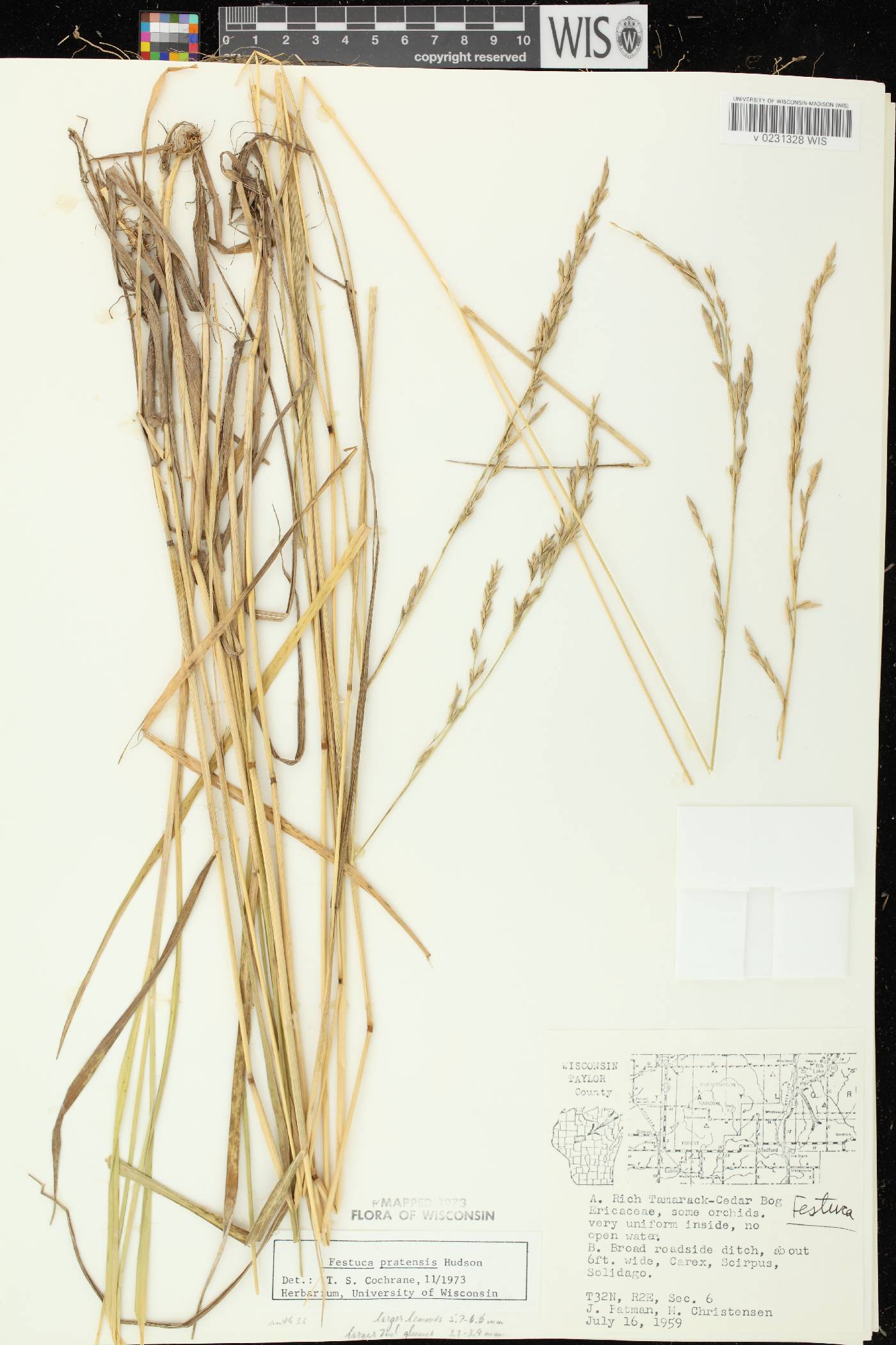 Lolium pratense image