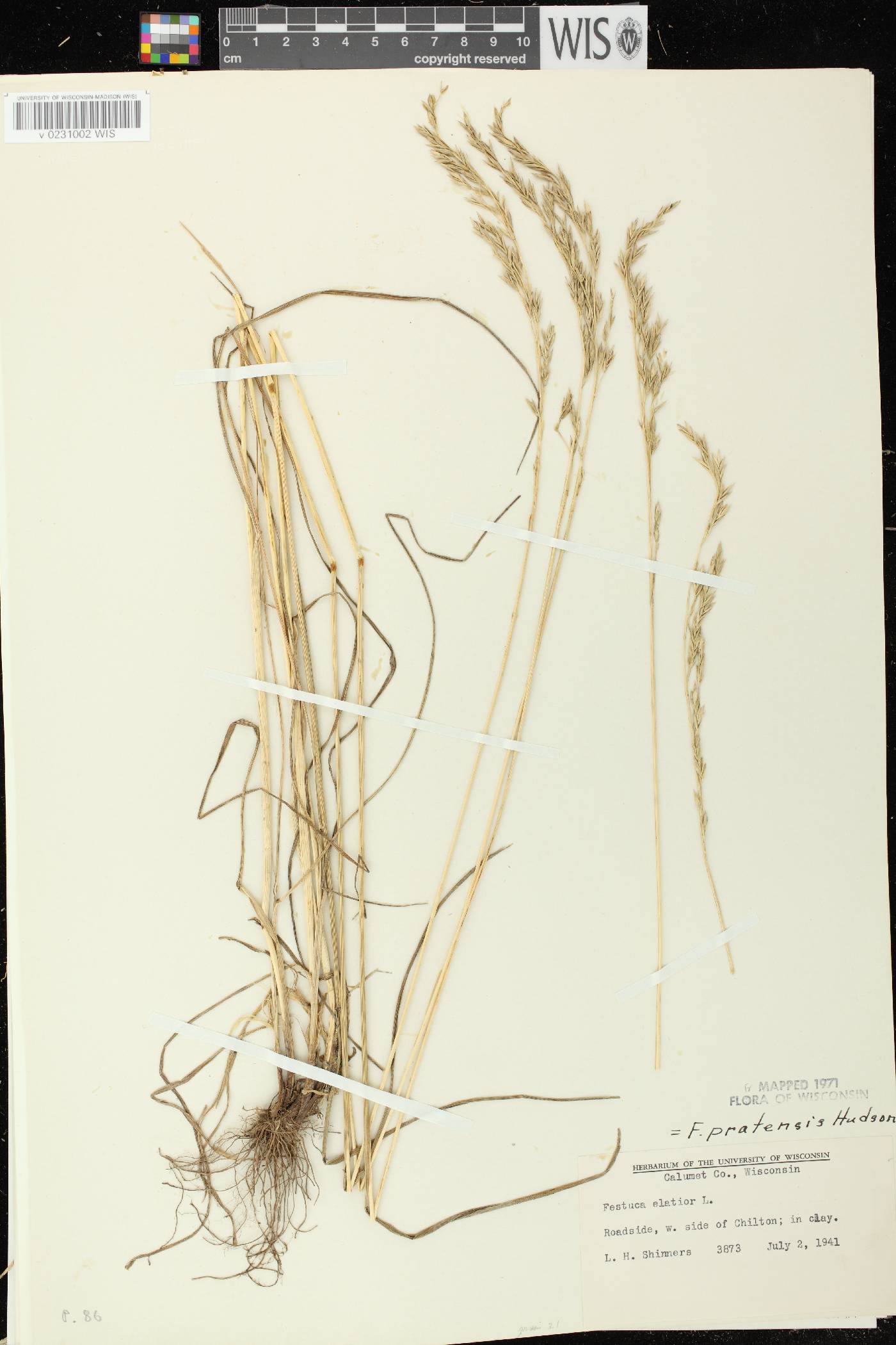 Lolium pratense image