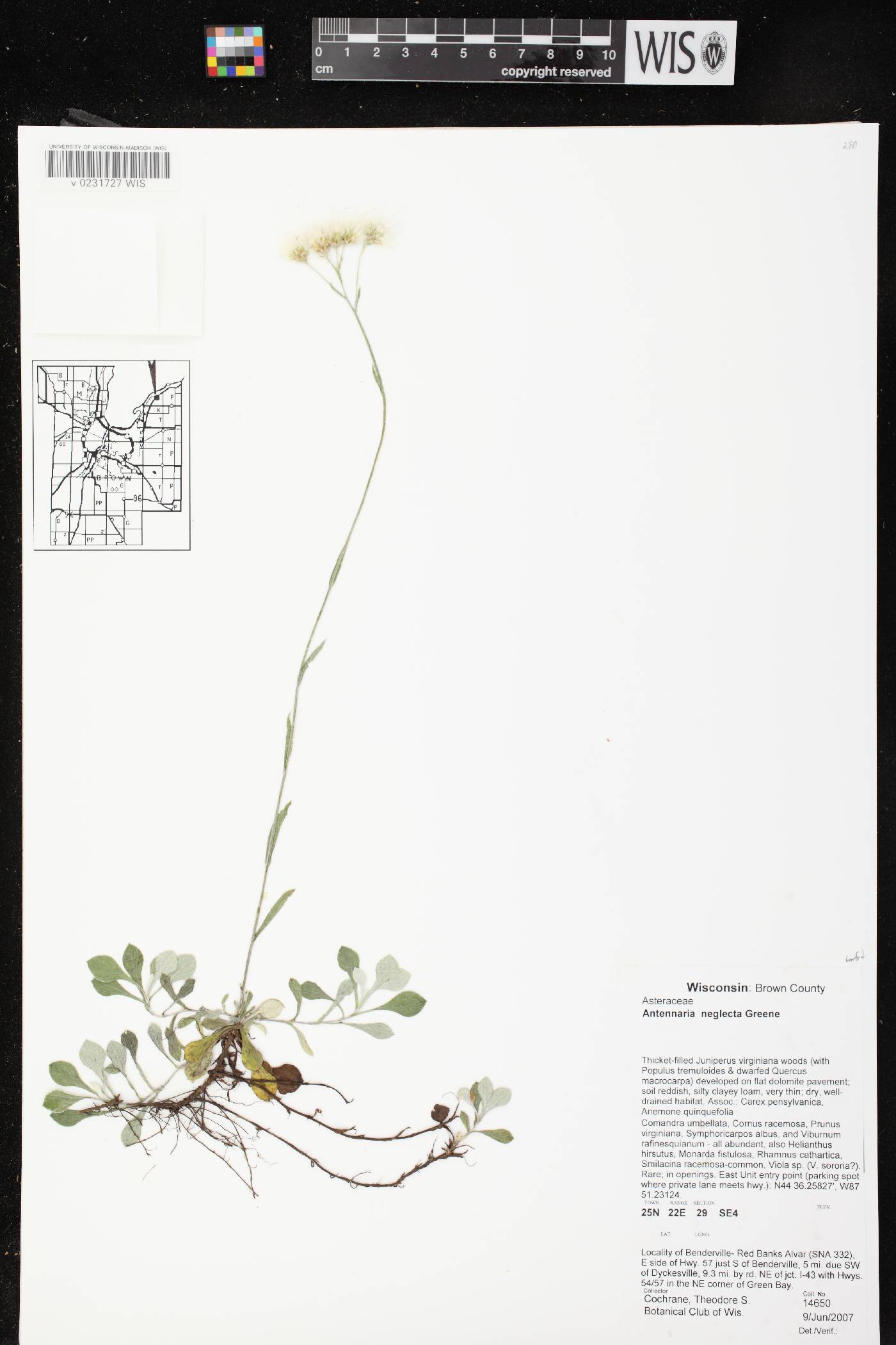 Antennaria neglecta image