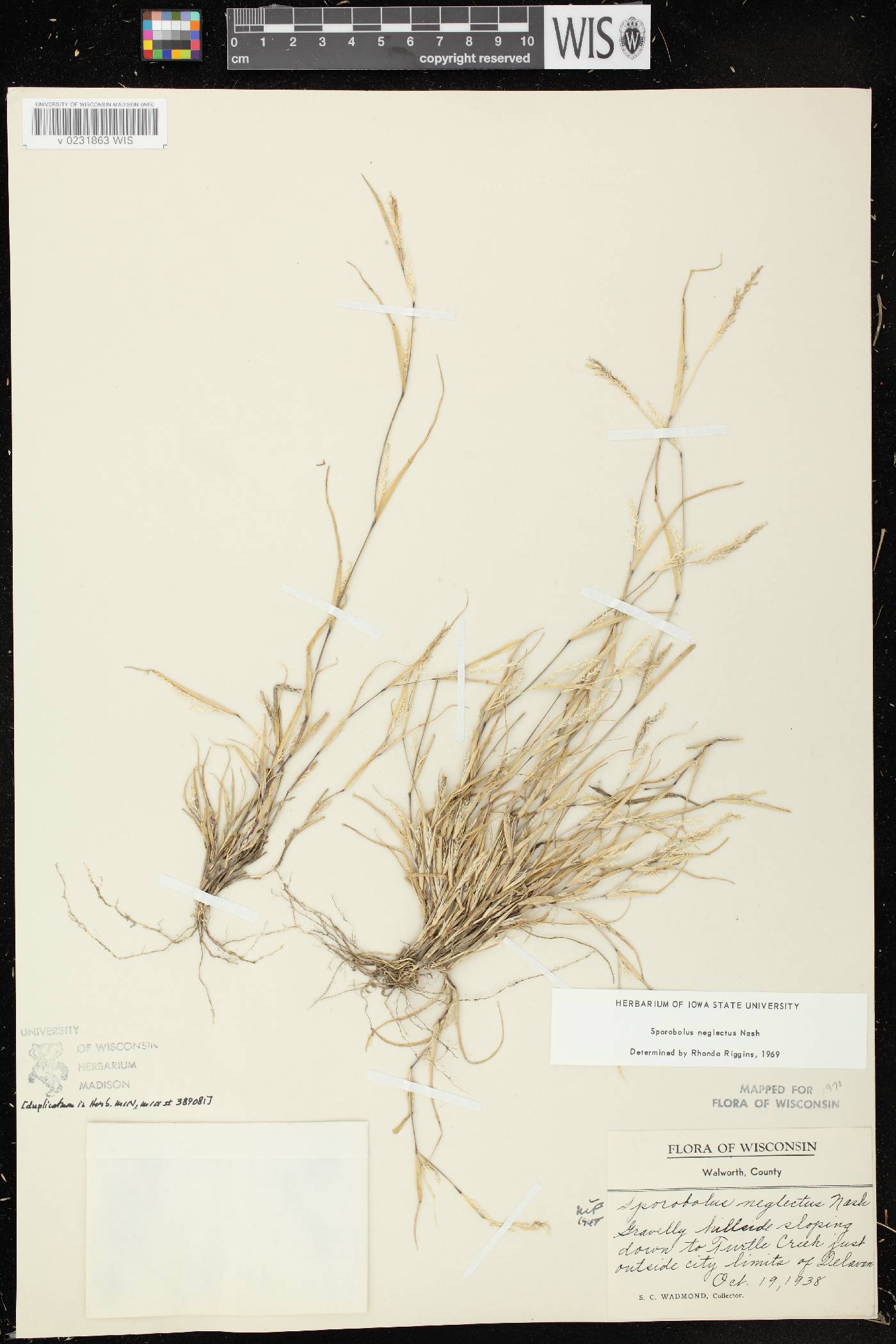 Sporobolus neglectus image