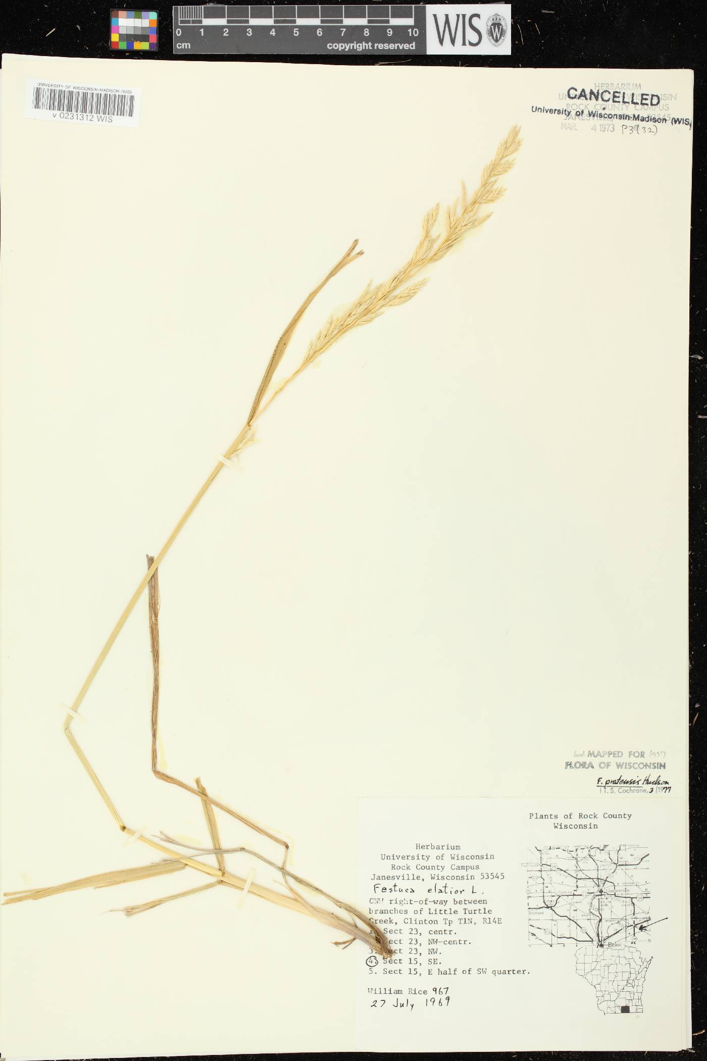Lolium pratense image