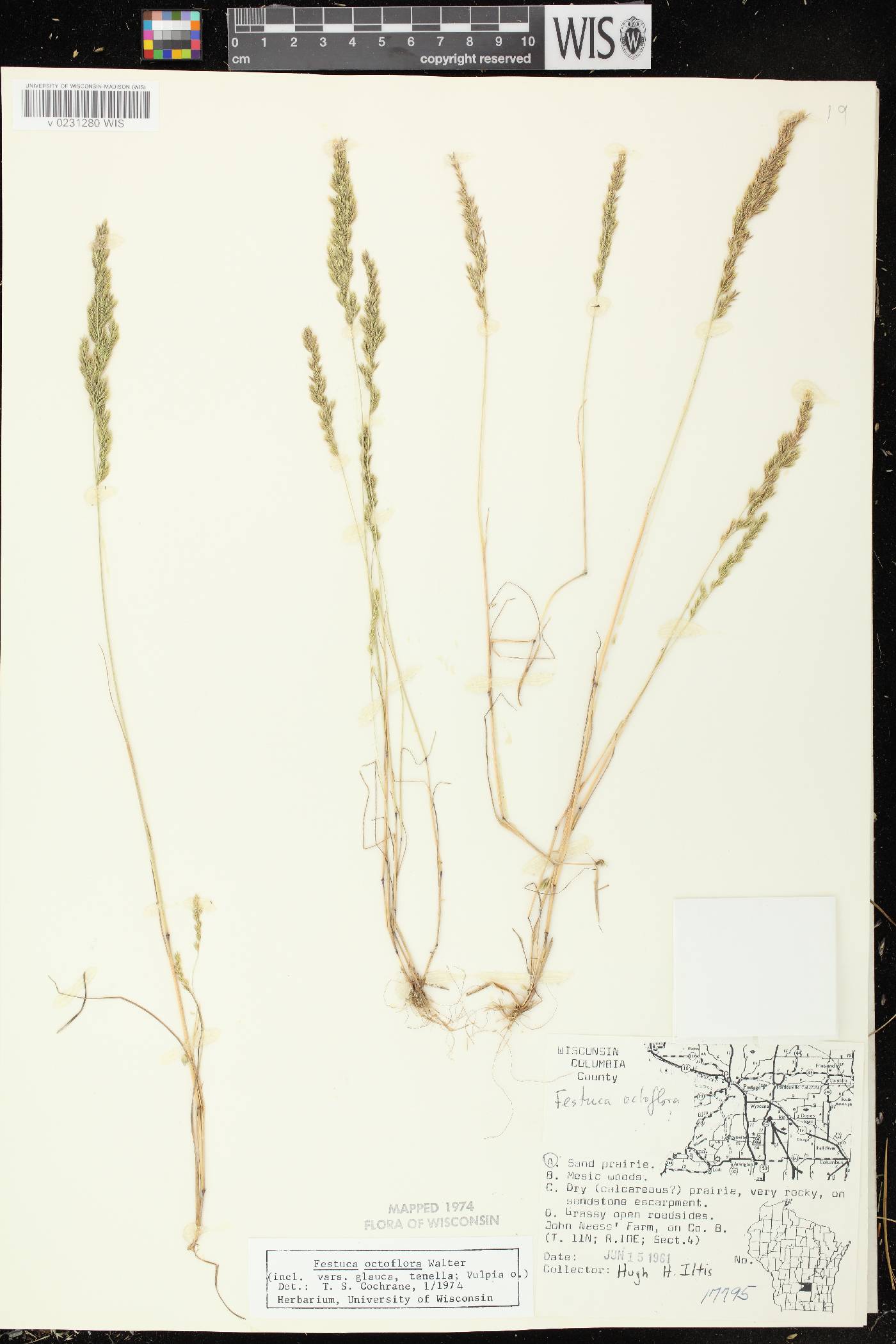 Festuca octoflora image
