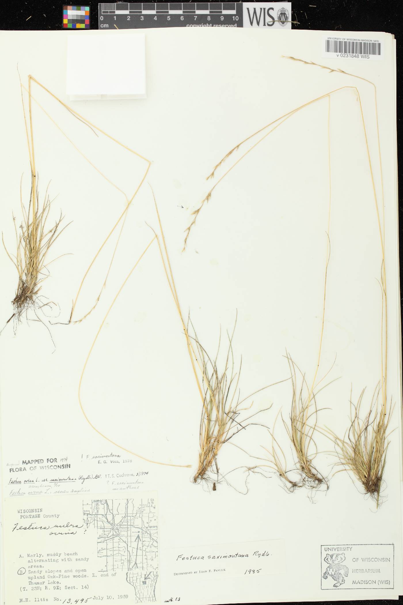 Festuca saximontana subsp. saximontana image