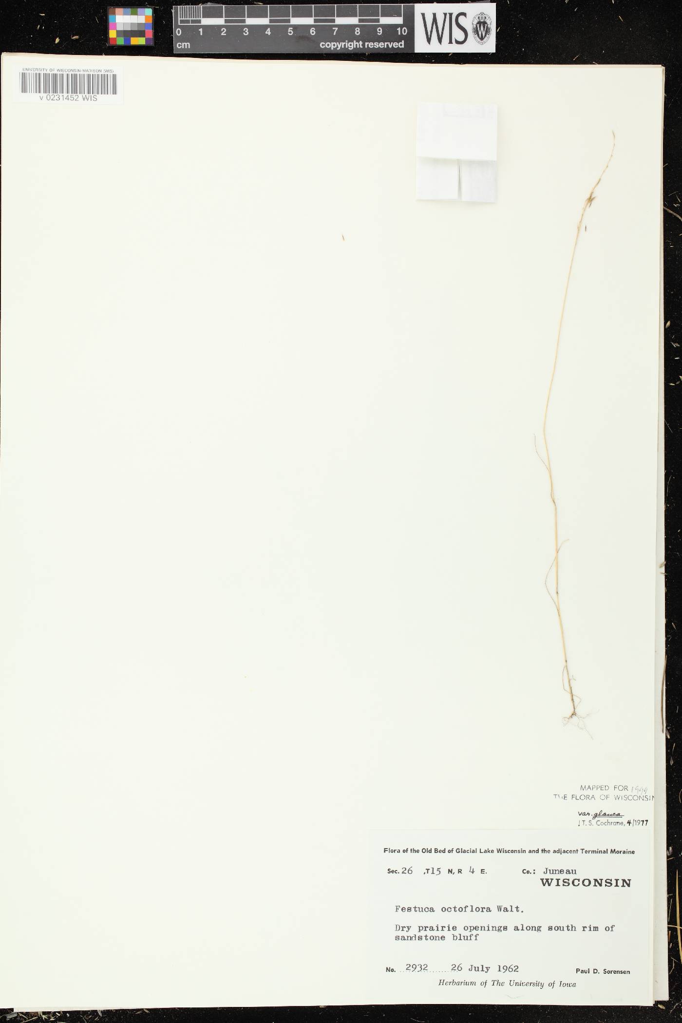 Festuca octoflora image