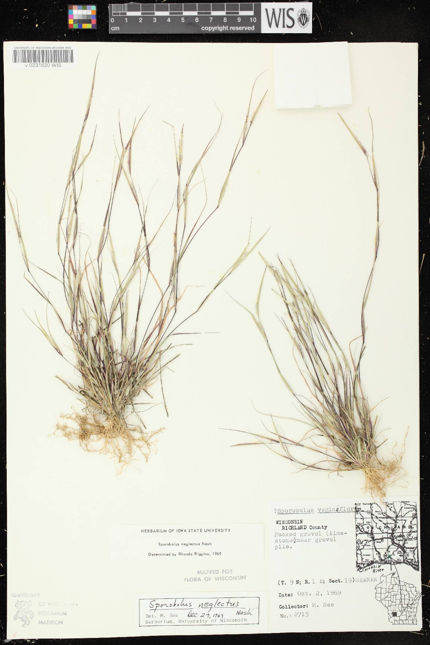 Sporobolus neglectus image