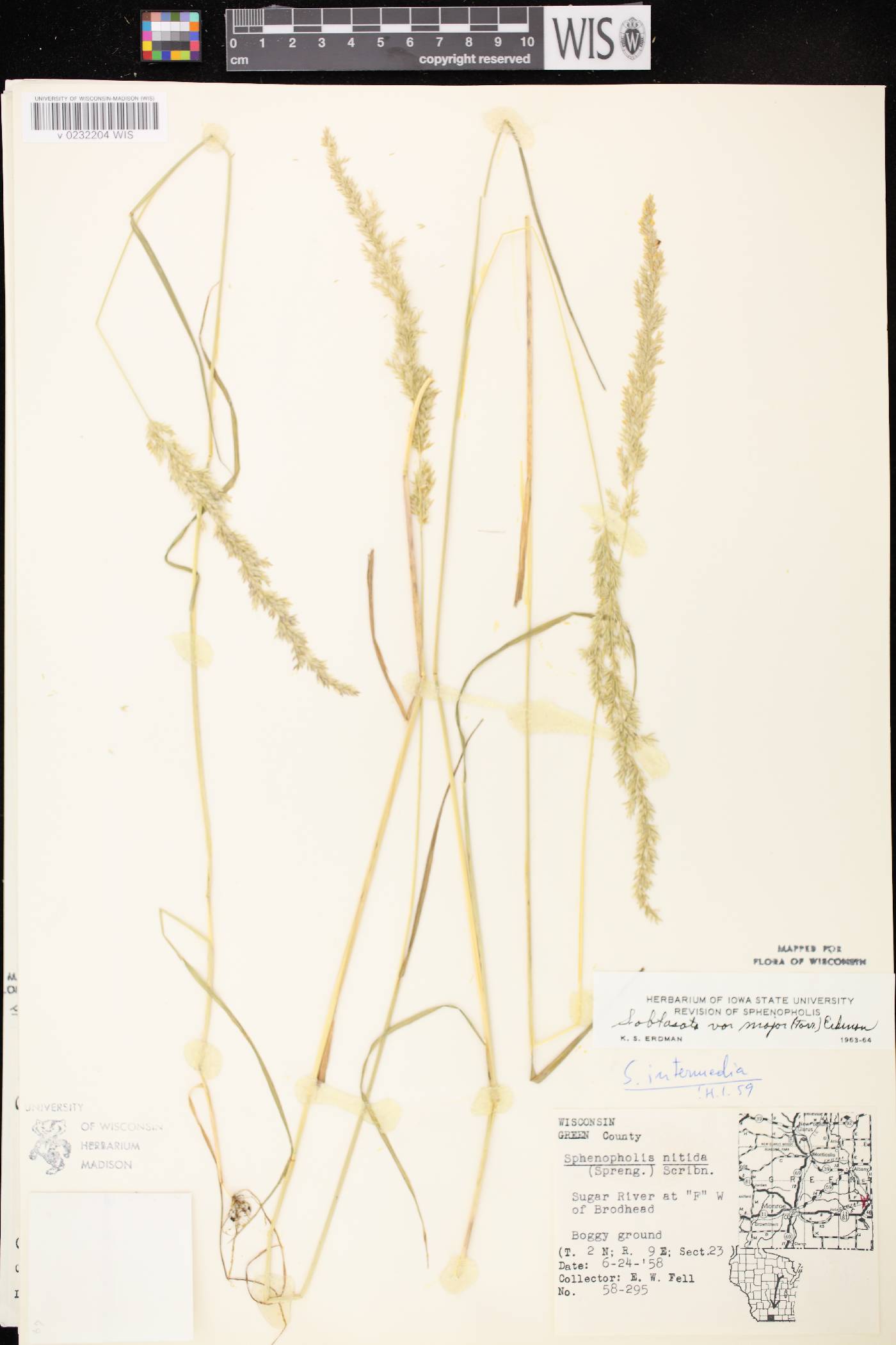 Sphenopholis intermedia image