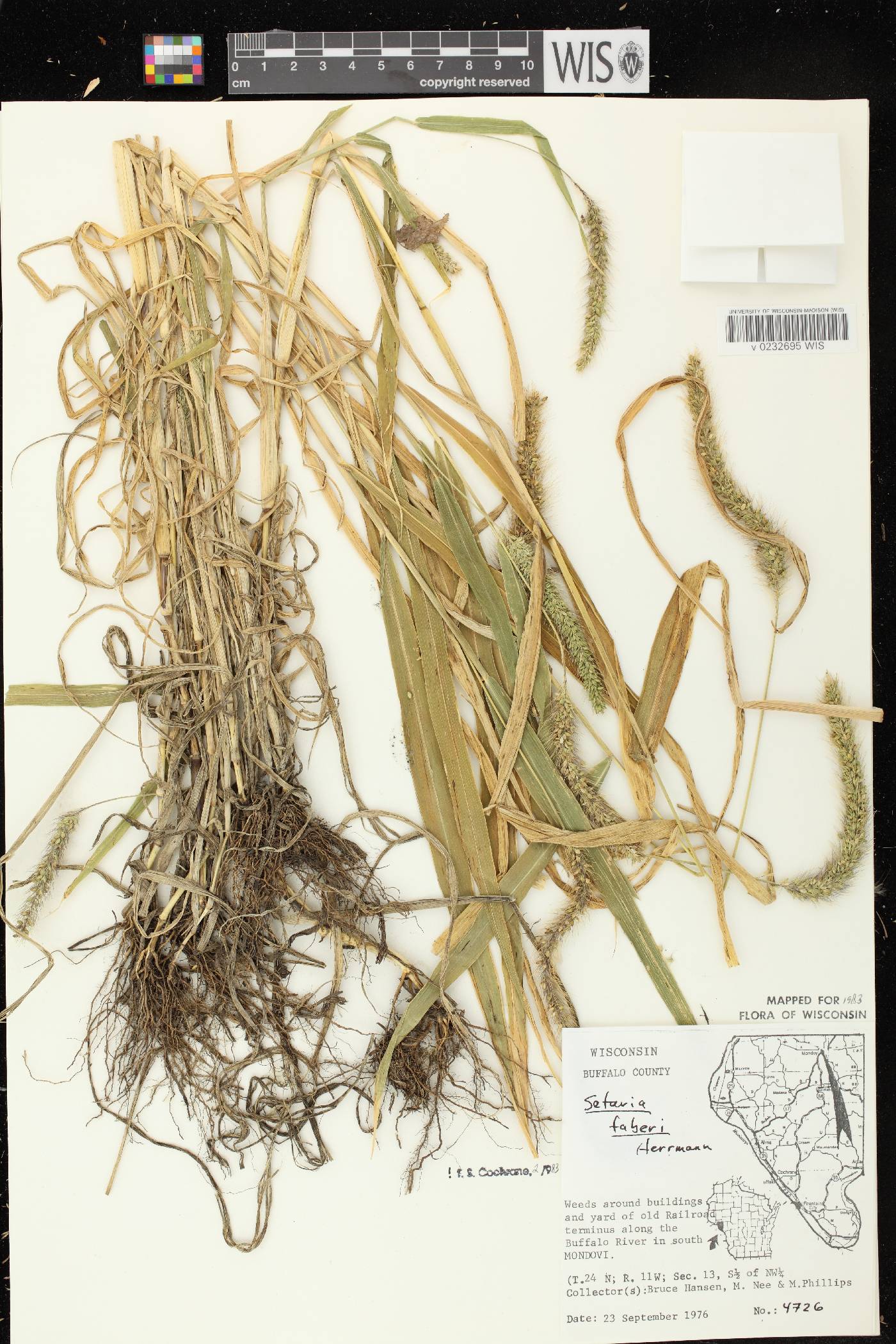 Setaria faberi image