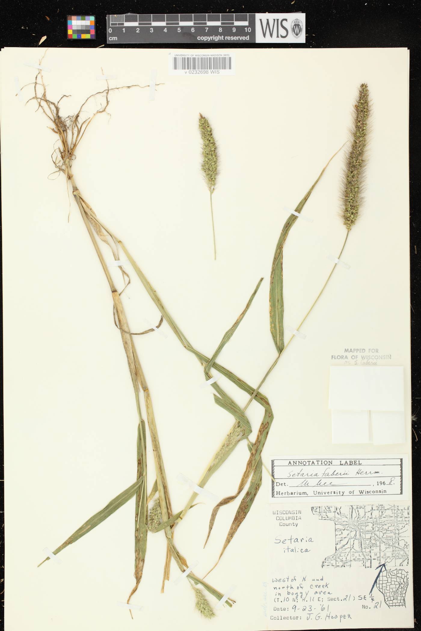 Setaria faberi image