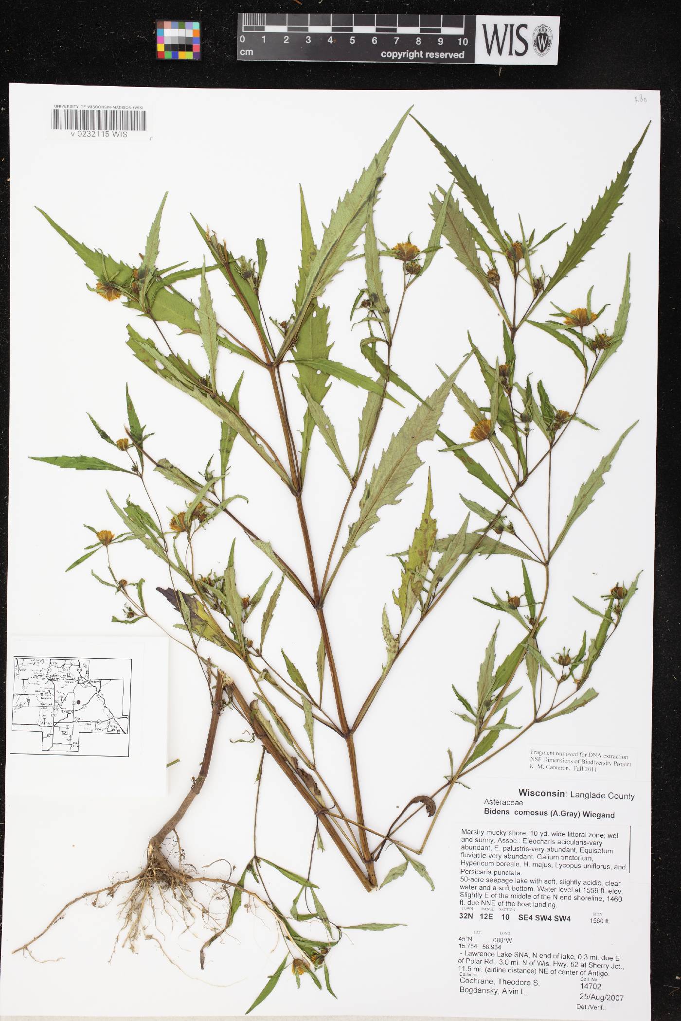 Bidens tripartita image