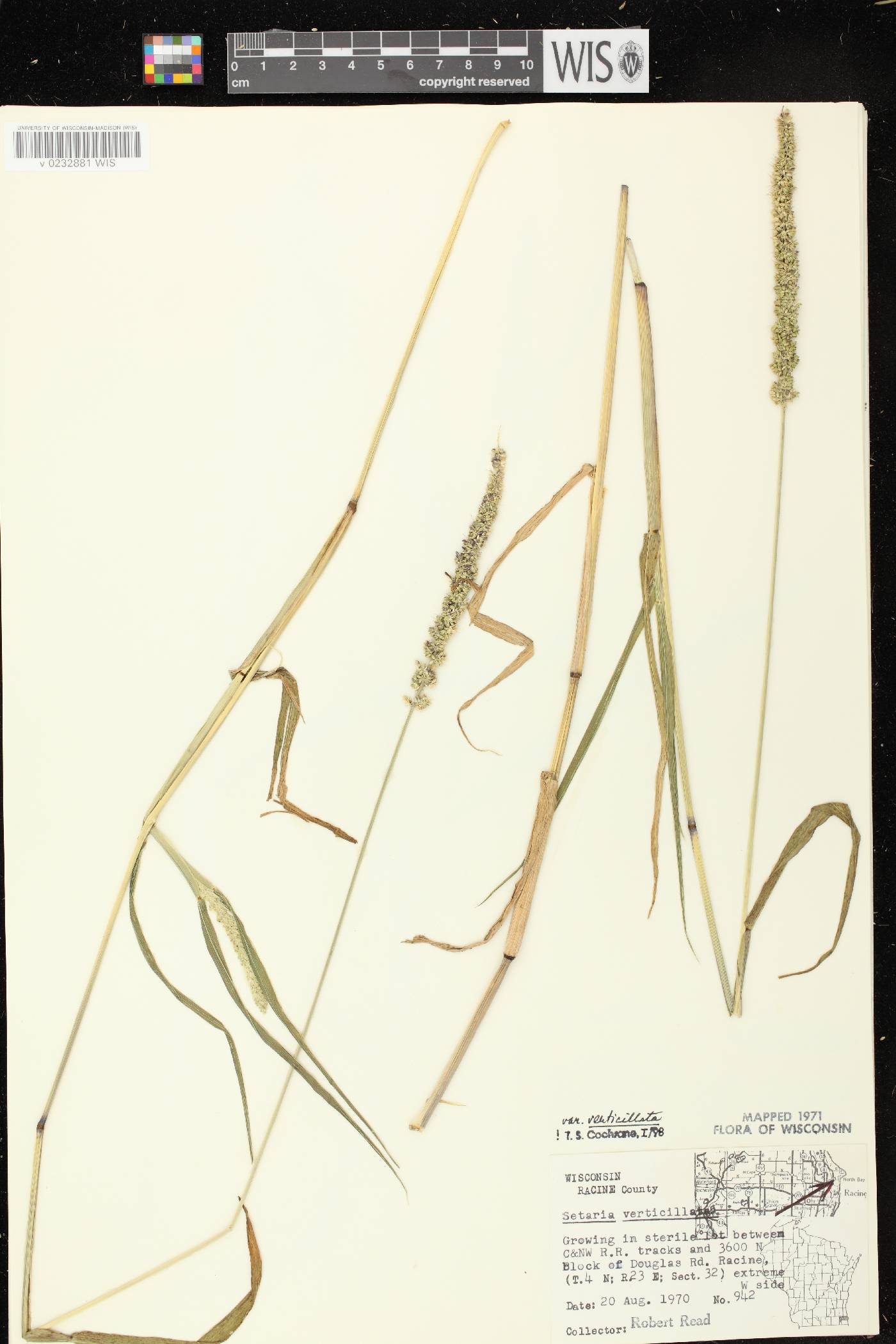 Setaria verticillata image