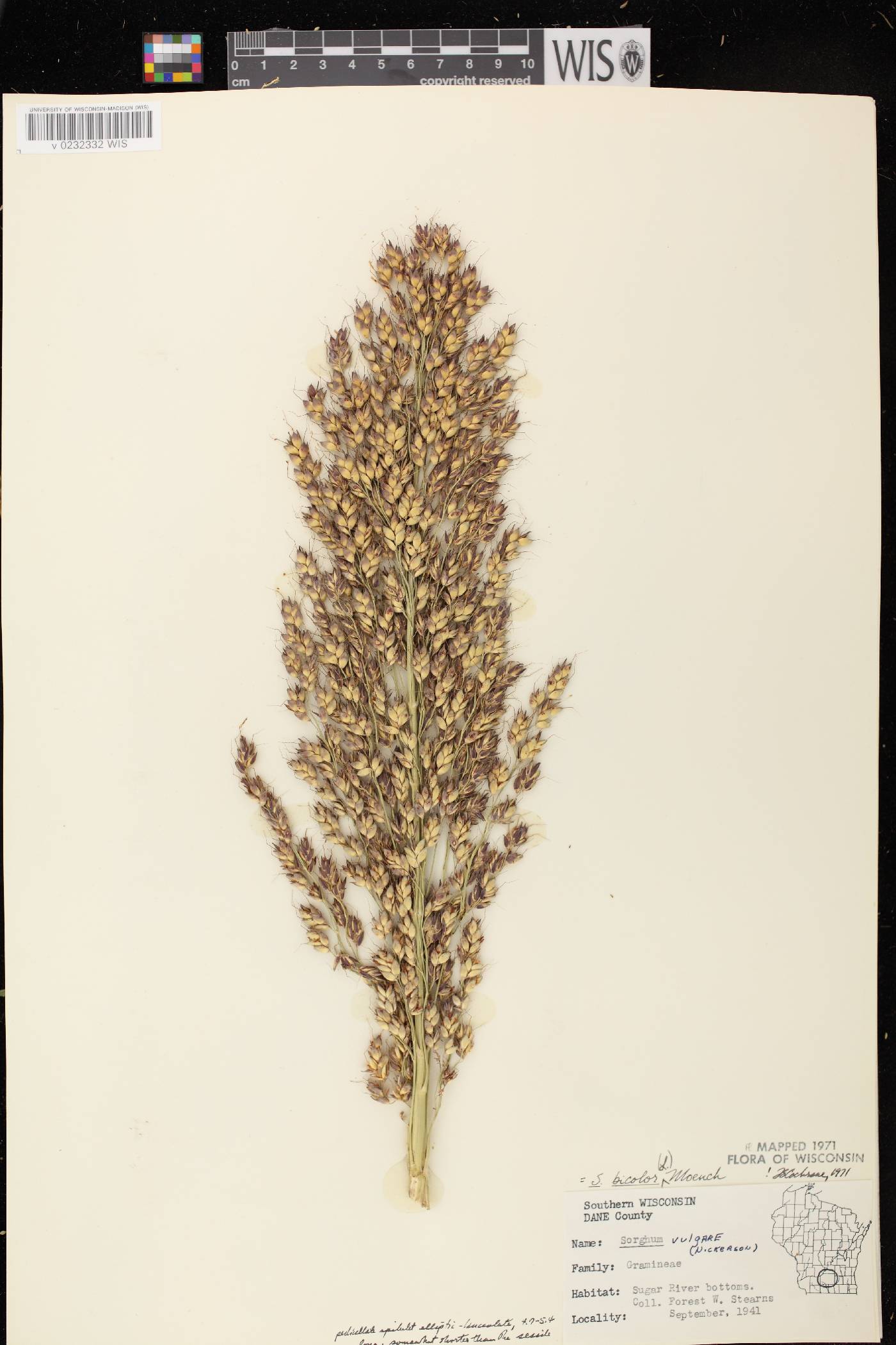 Sorghum bicolor subsp. bicolor image