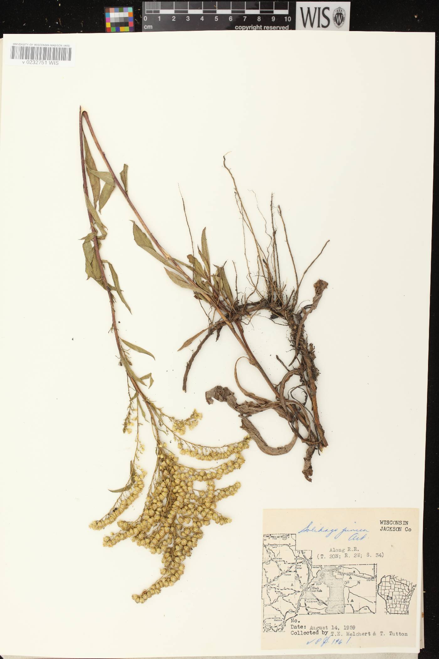 Solidago juncea image