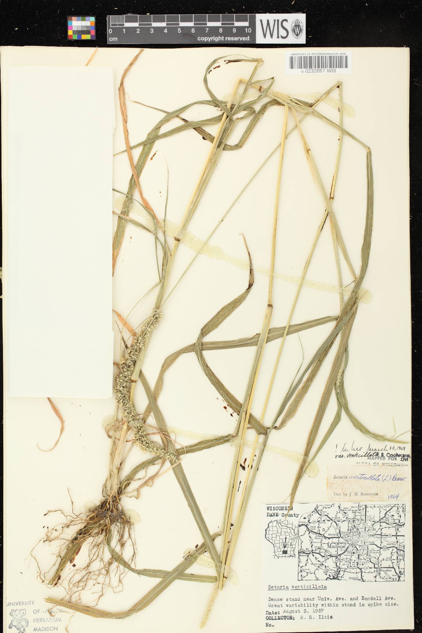 Setaria verticillata image