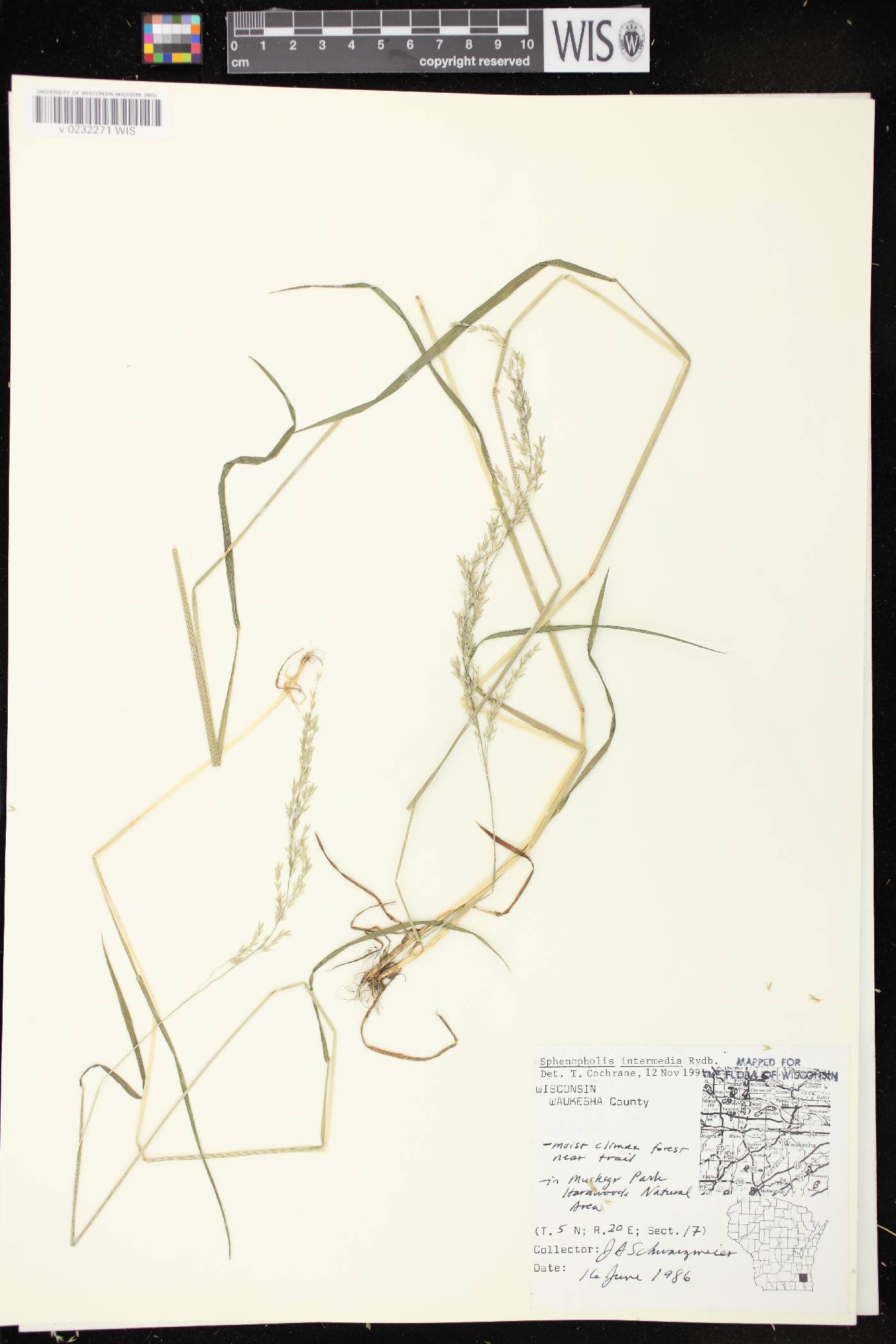 Sphenopholis intermedia image