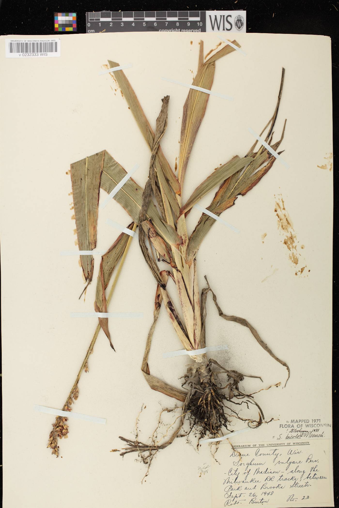 Sorghum bicolor subsp. bicolor image