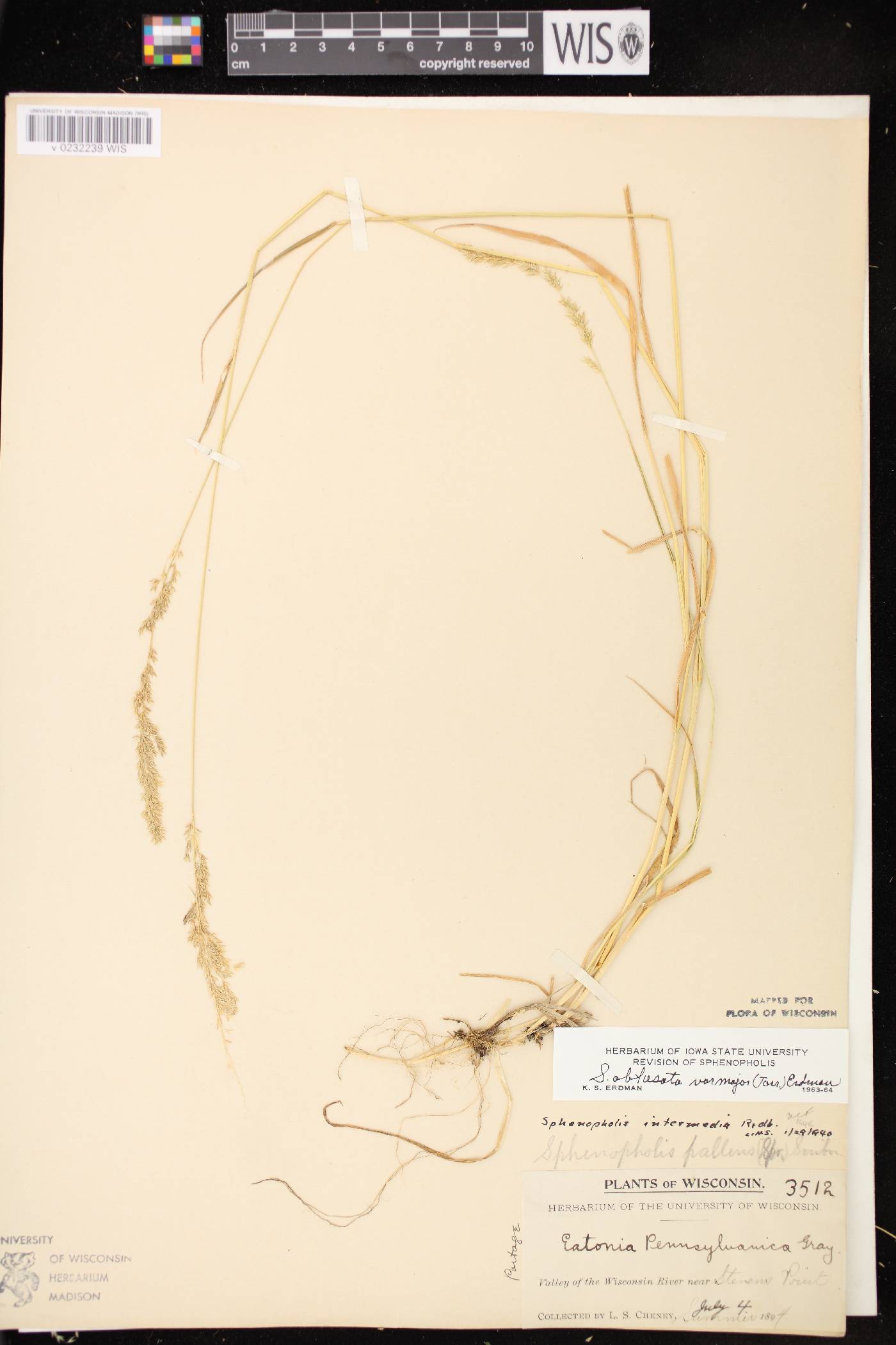 Sphenopholis intermedia image