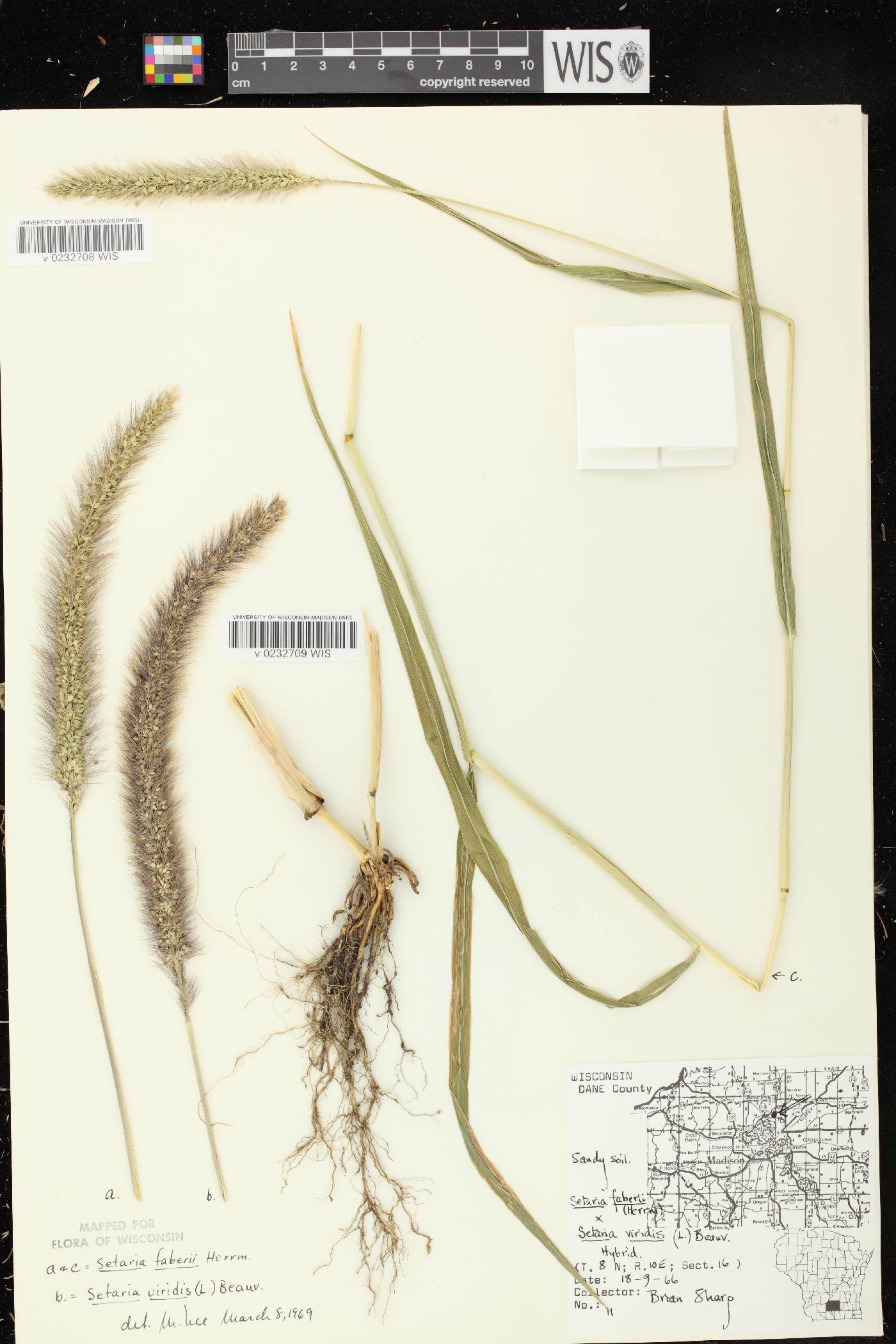 Setaria faberi image