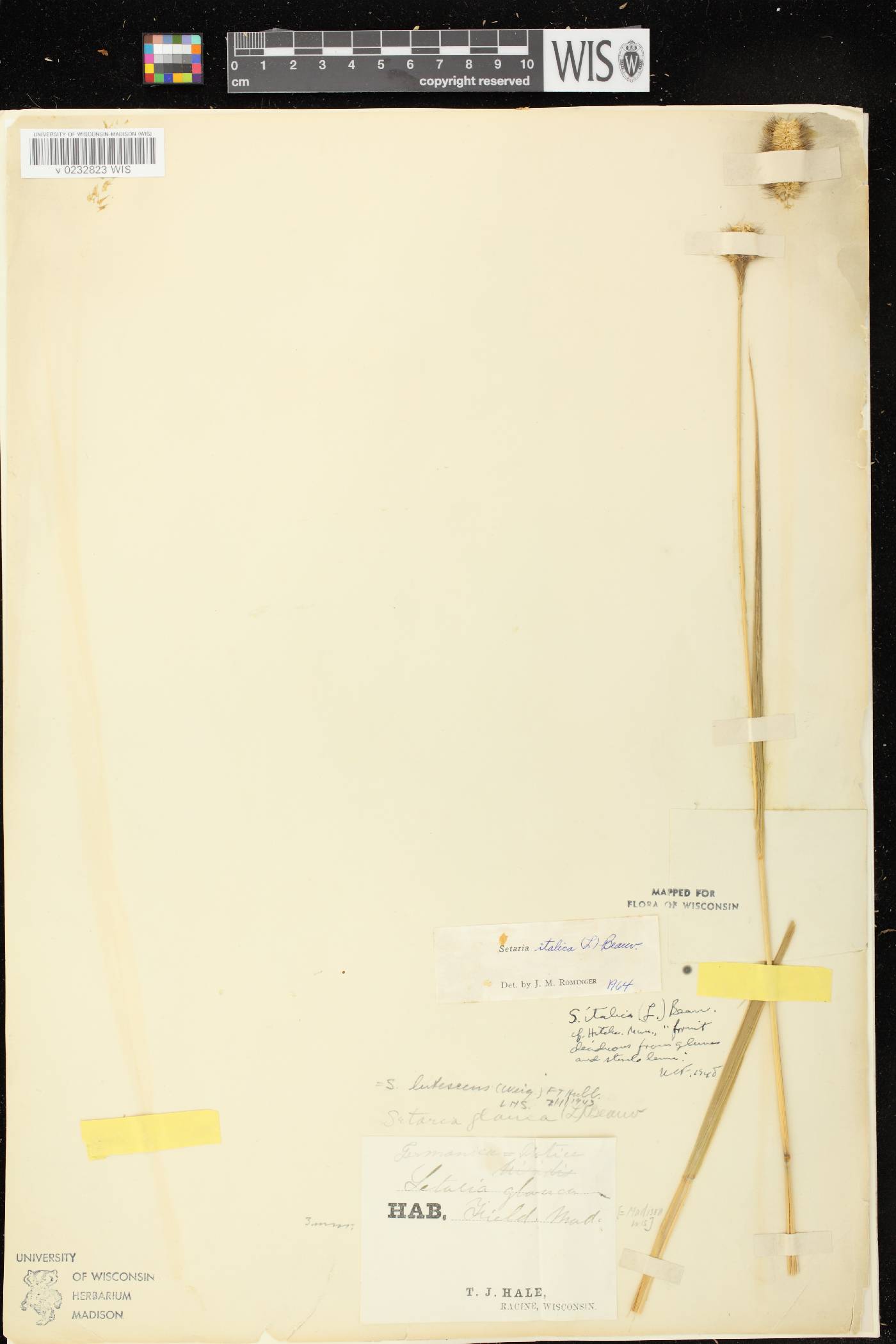 Setaria italica image