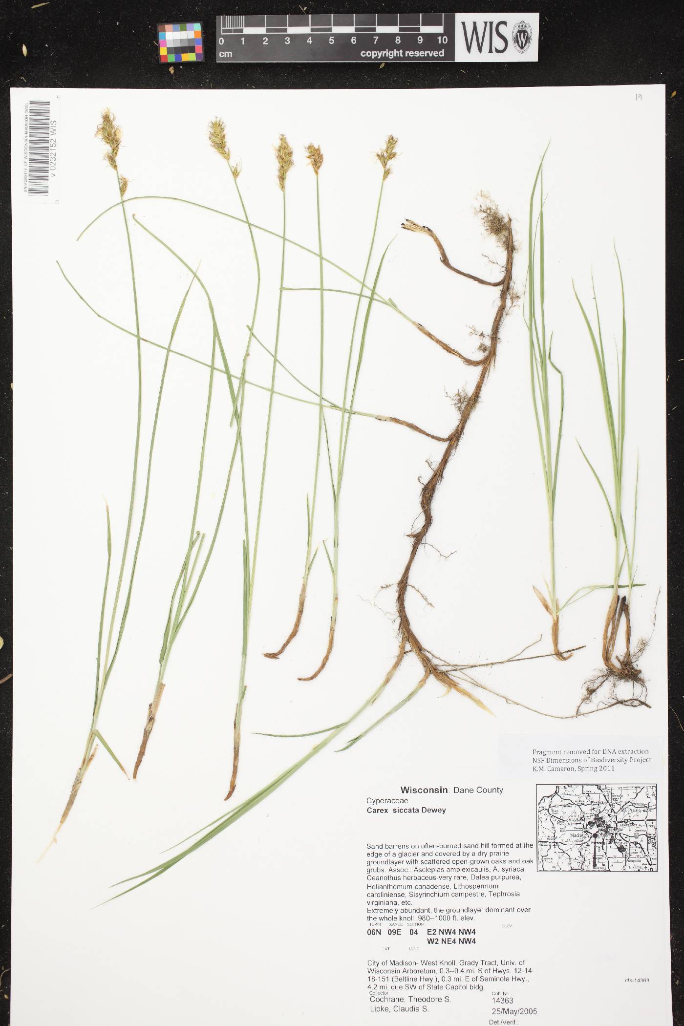 Carex siccata image