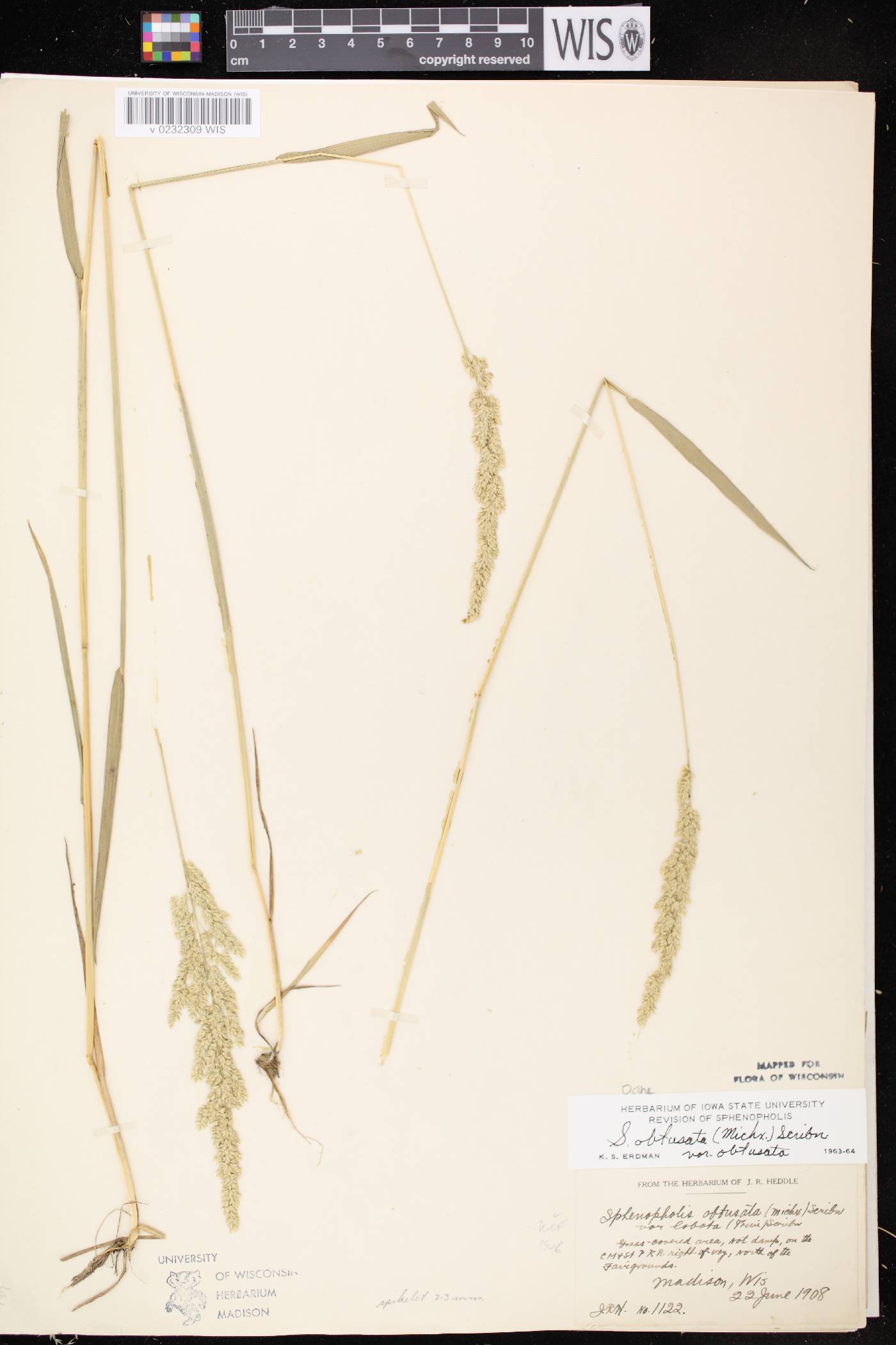 Sphenopholis obtusata image