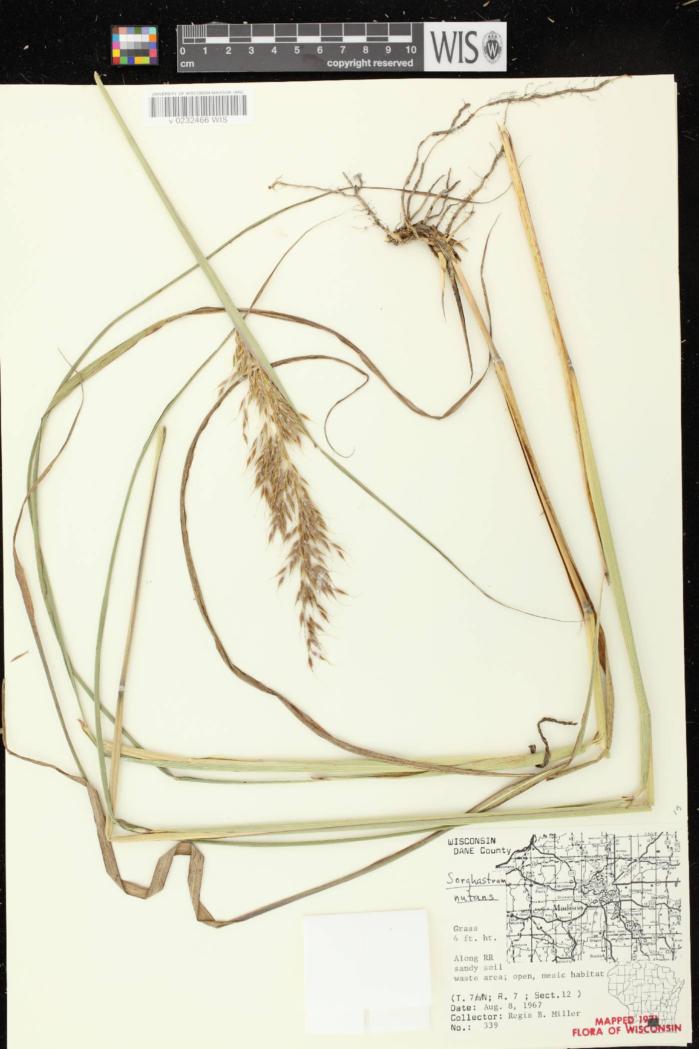 Sorghastrum nutans image