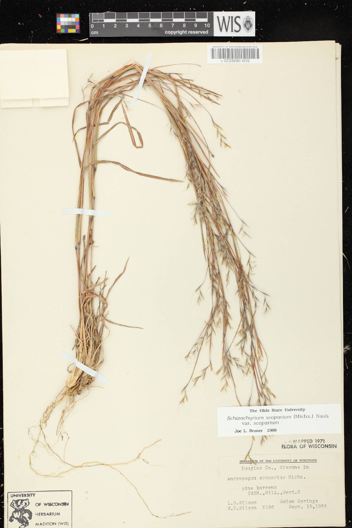 Schizachyrium scoparium var. scoparium image