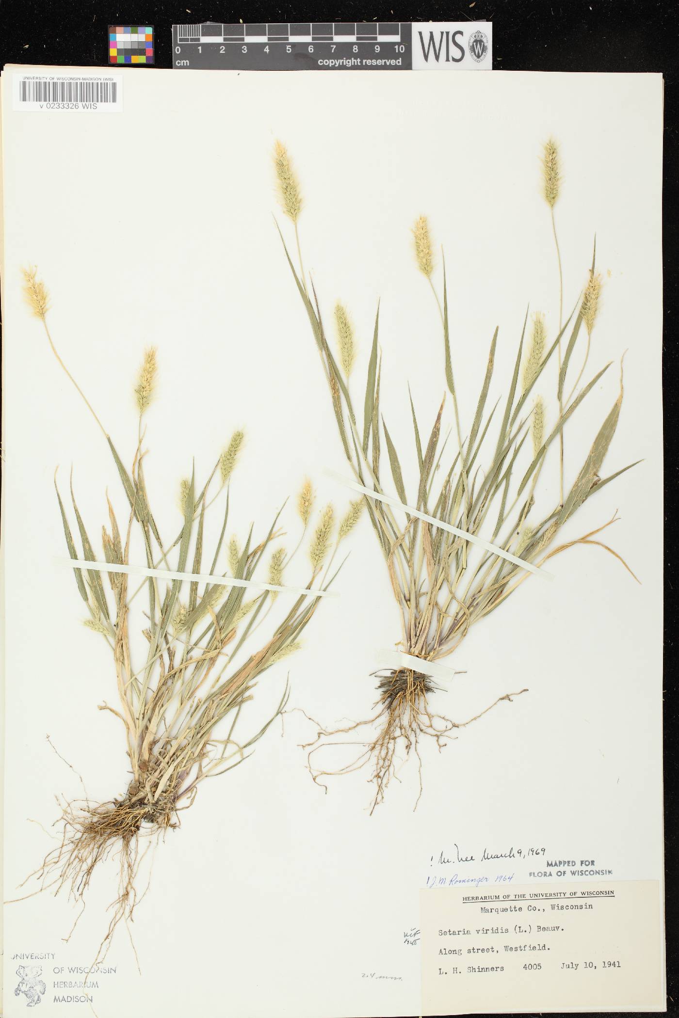 Setaria viridis var. viridis image